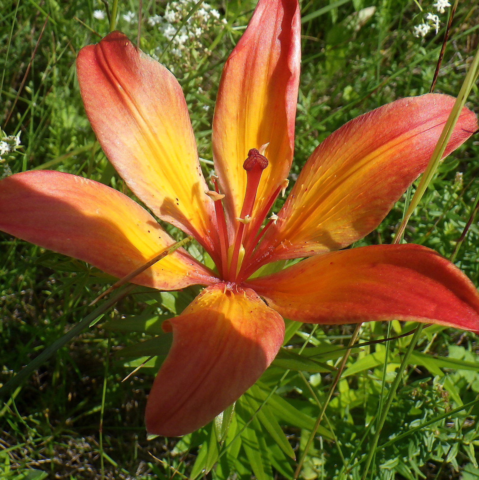 Lilium Bulbiferum