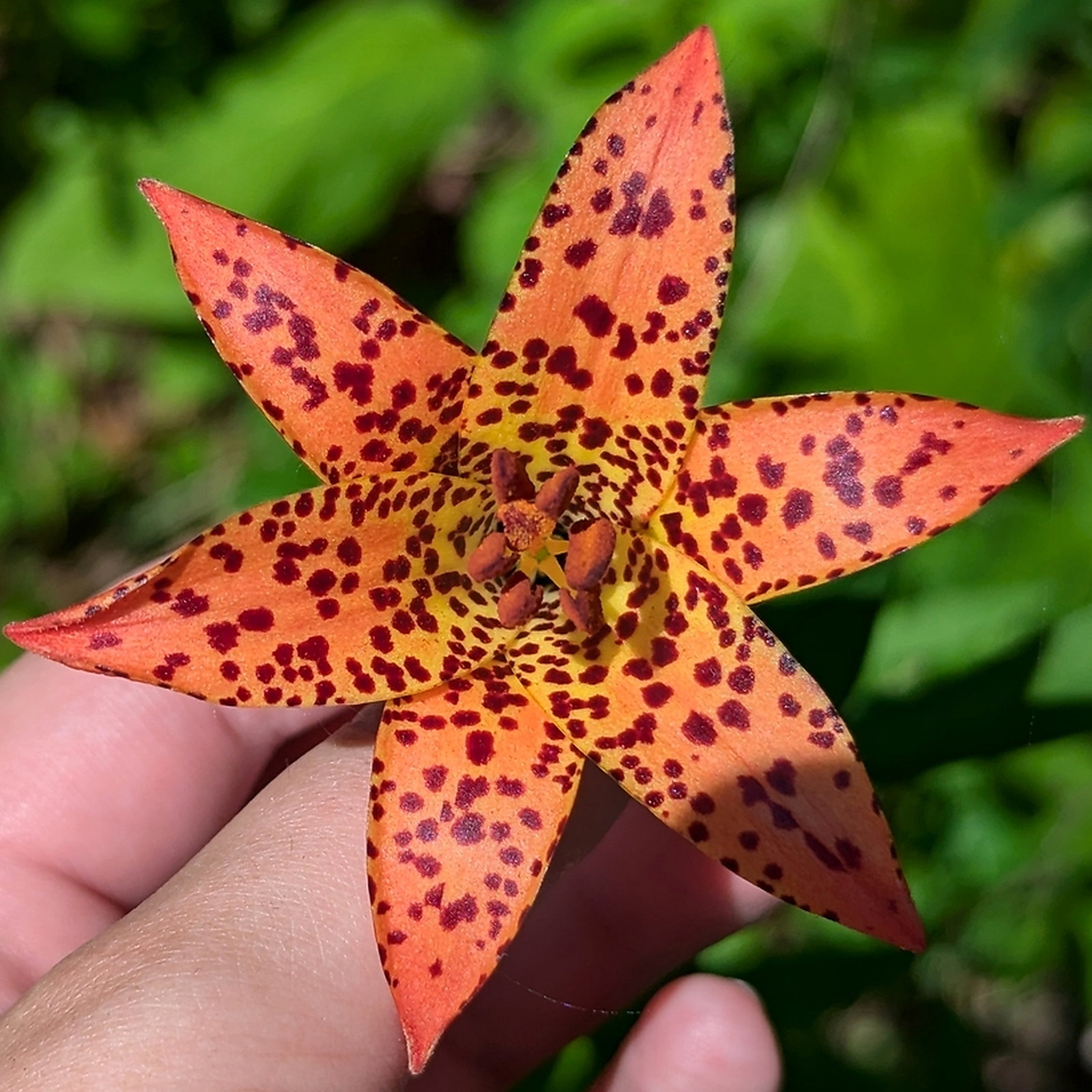 Lilium Canadense Var. Coccineum