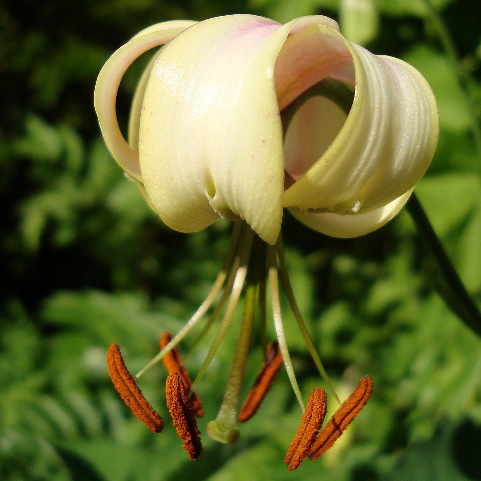 Lilium Cernuum