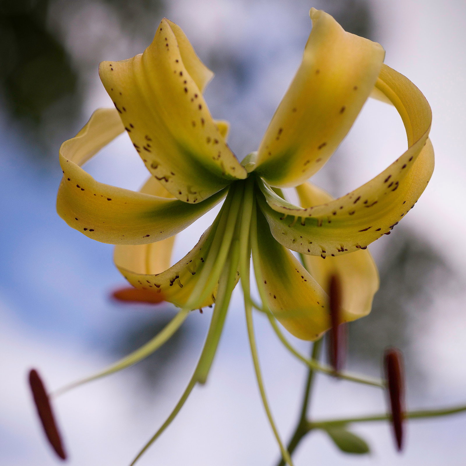 Lilium Henryi Citrinum