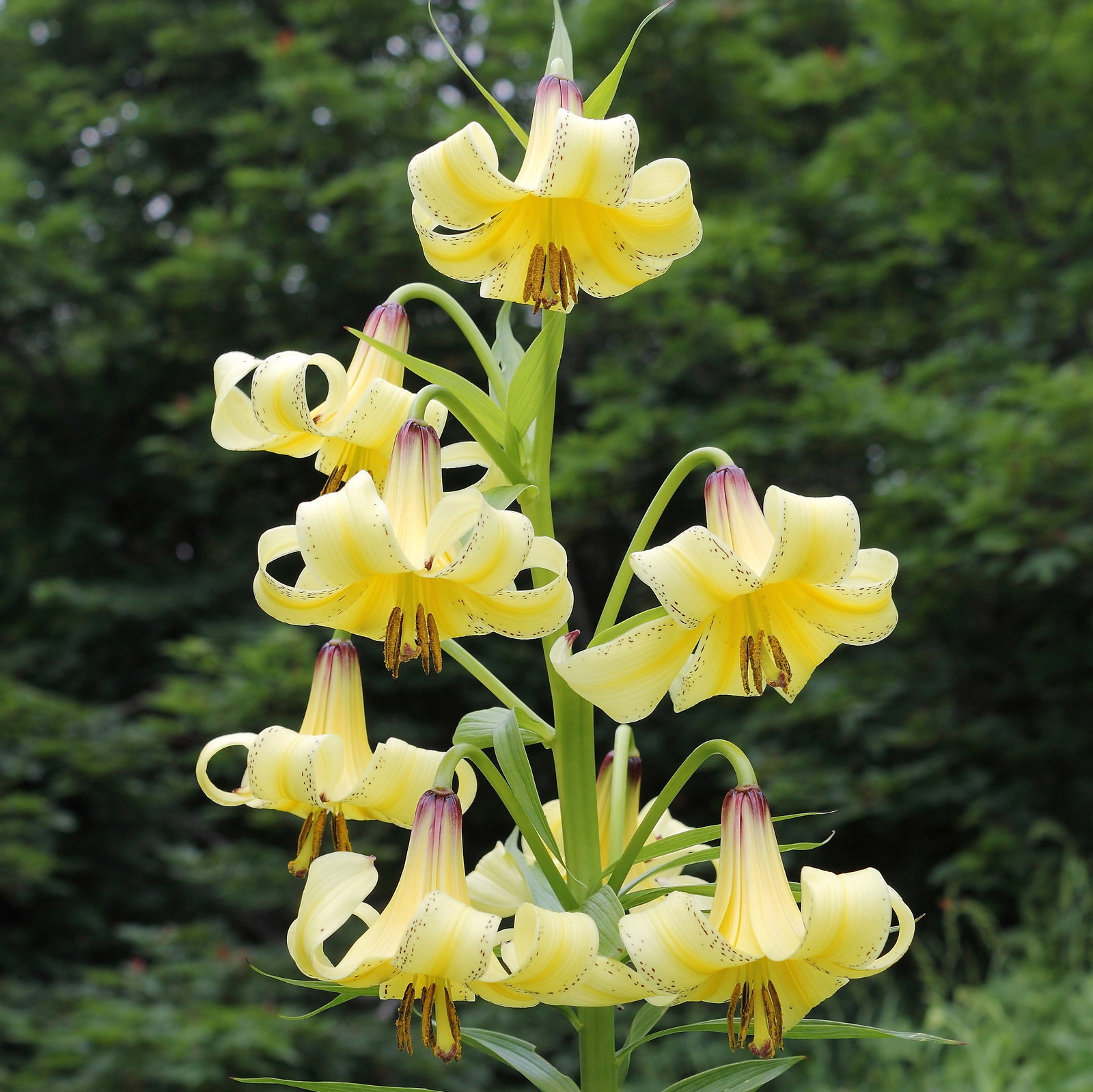 Lilium Kesselringianum