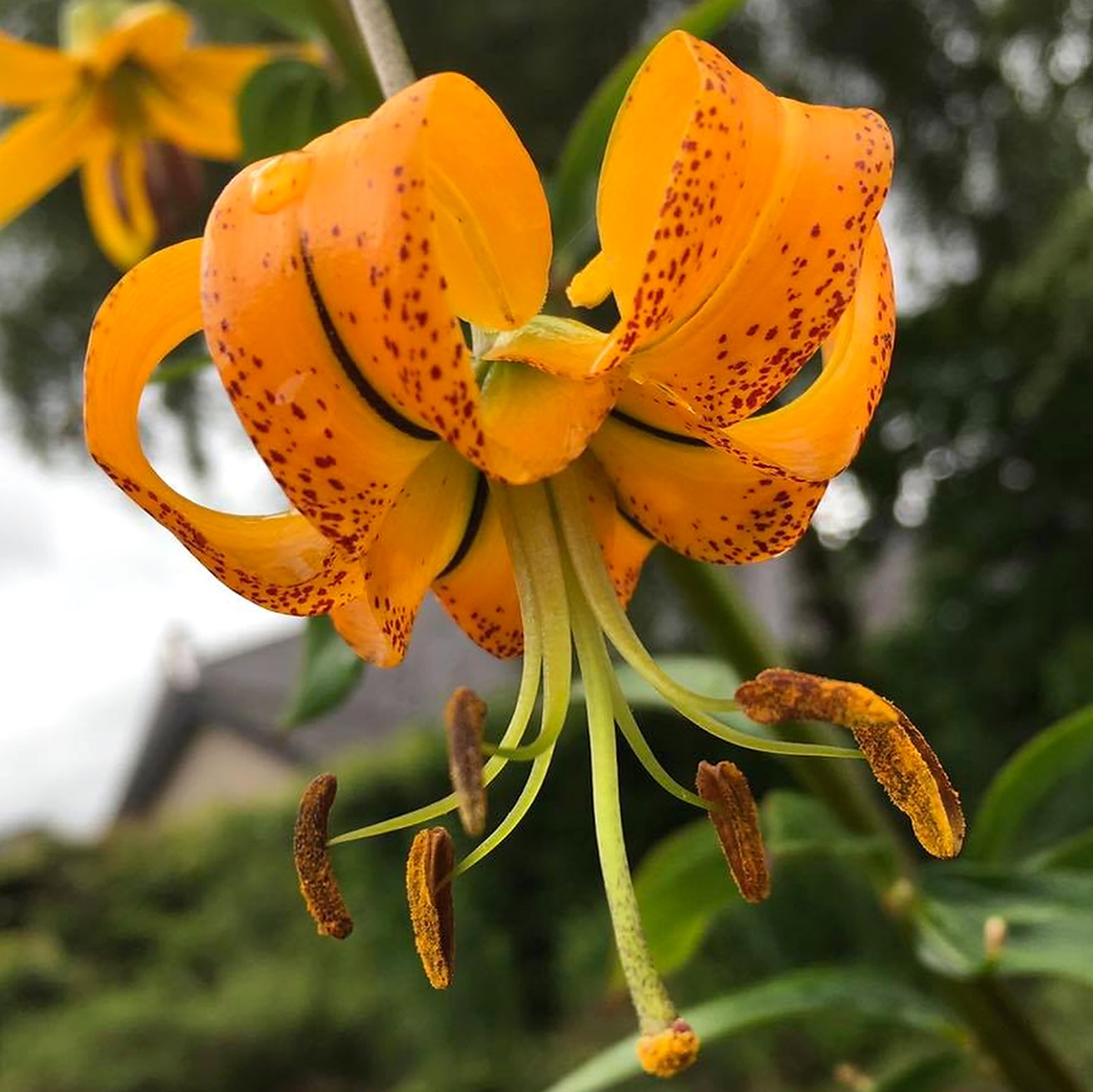 Lilium Lijiangense