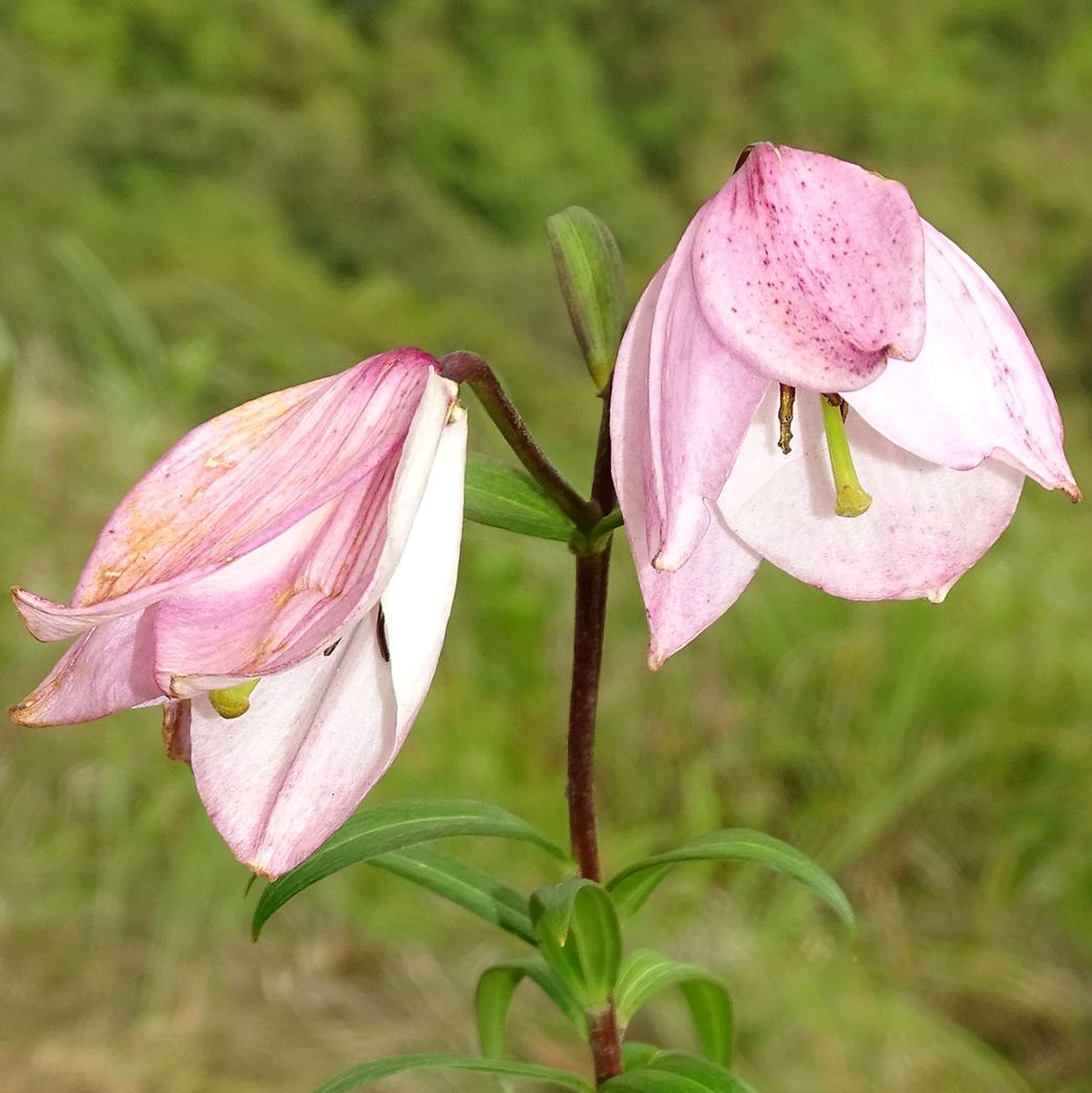 Lilium Mackliniae Tantallon Group