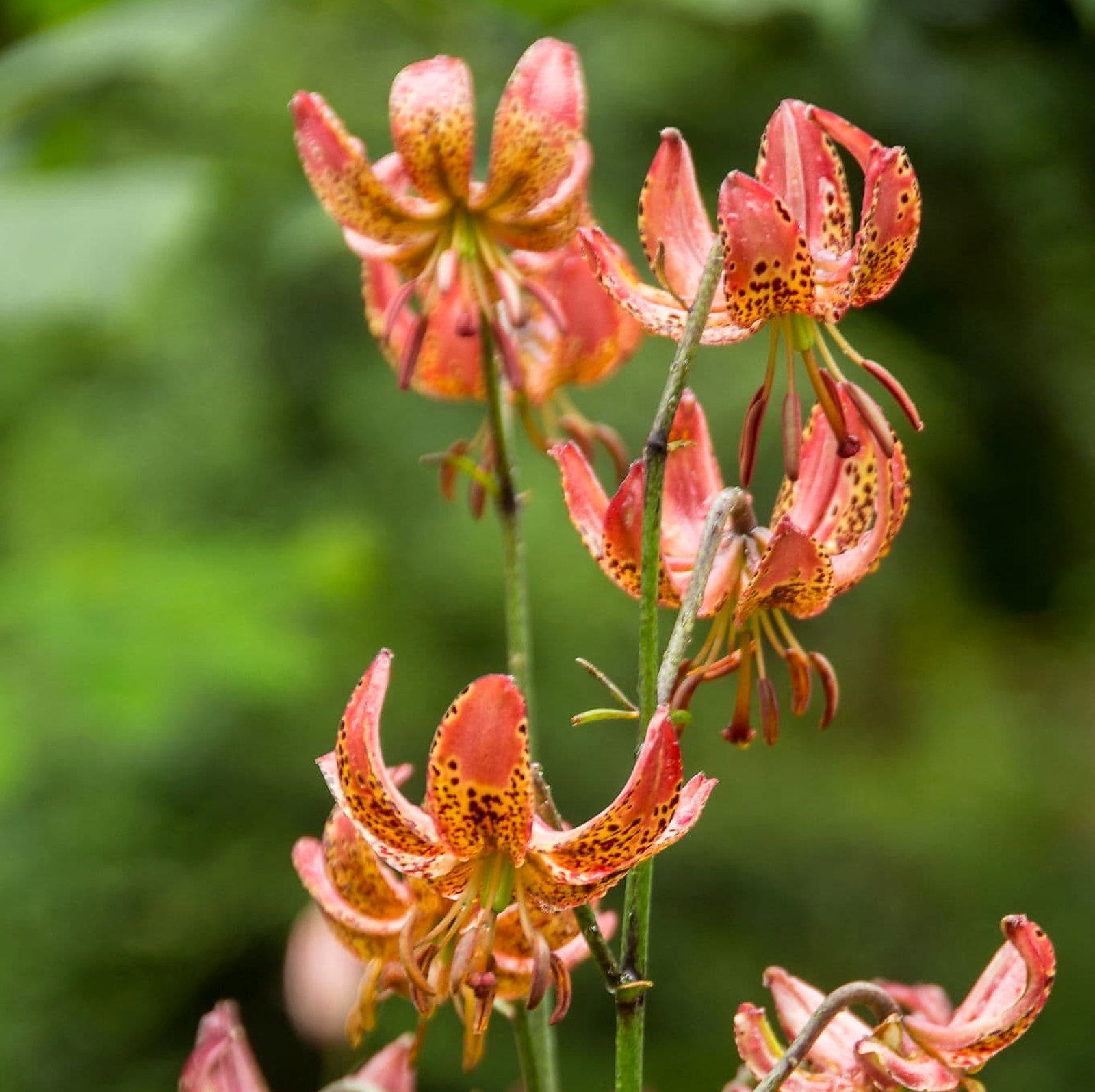 Lilium Martagon 'Gaybird'