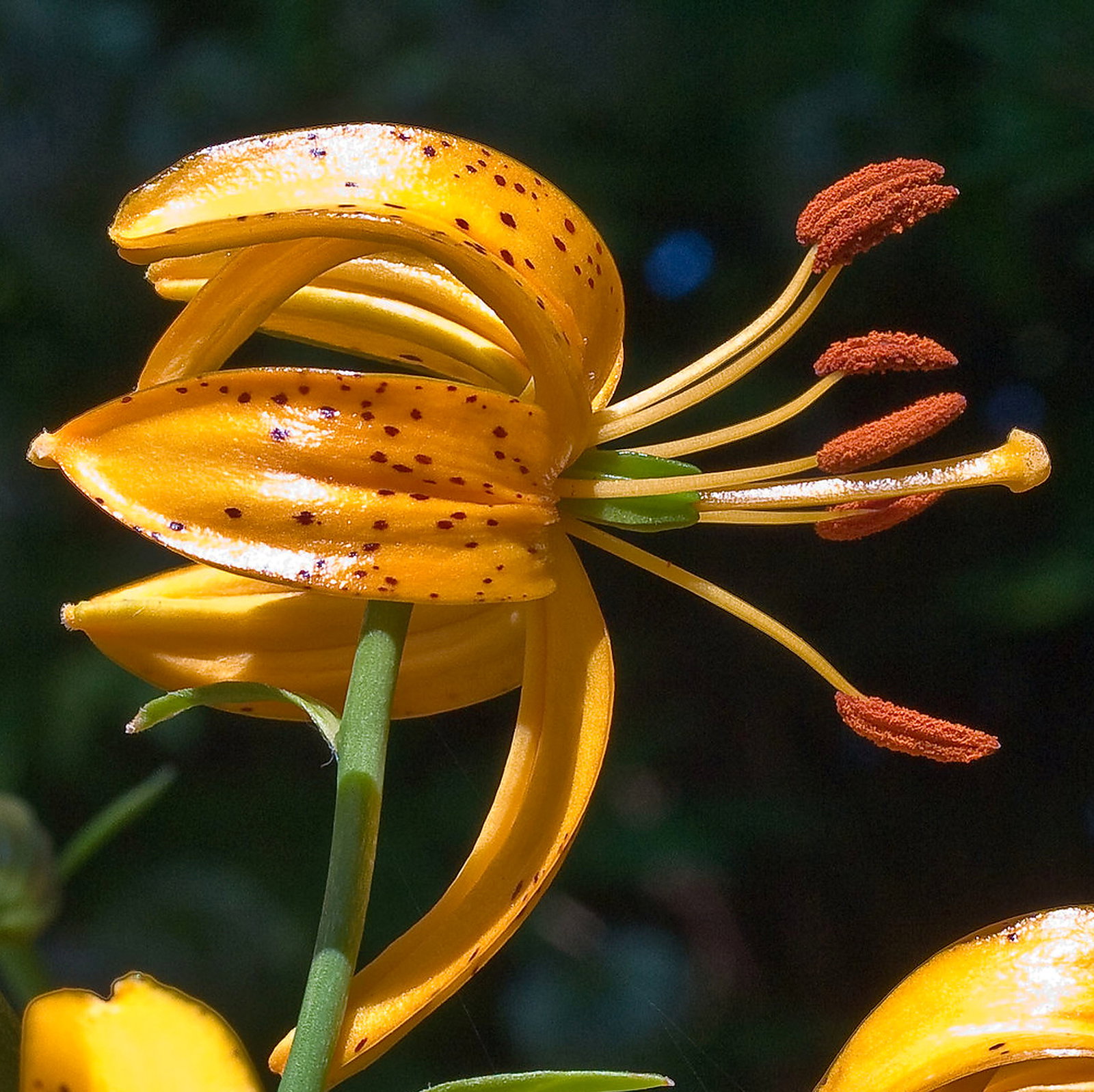 Lilium Martagon 'Tsingense'