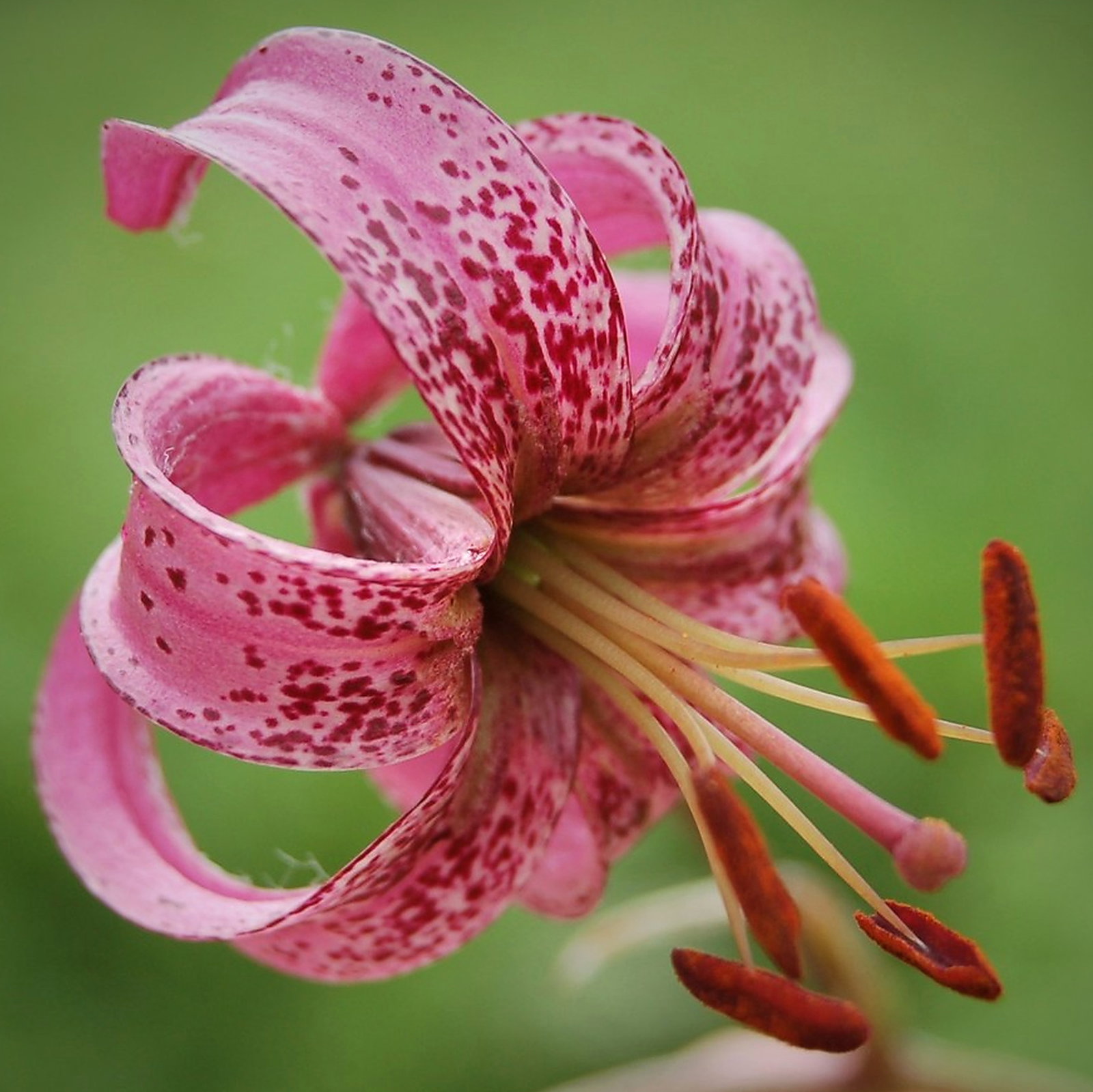 Lilium Martagon Var. Cattaniae