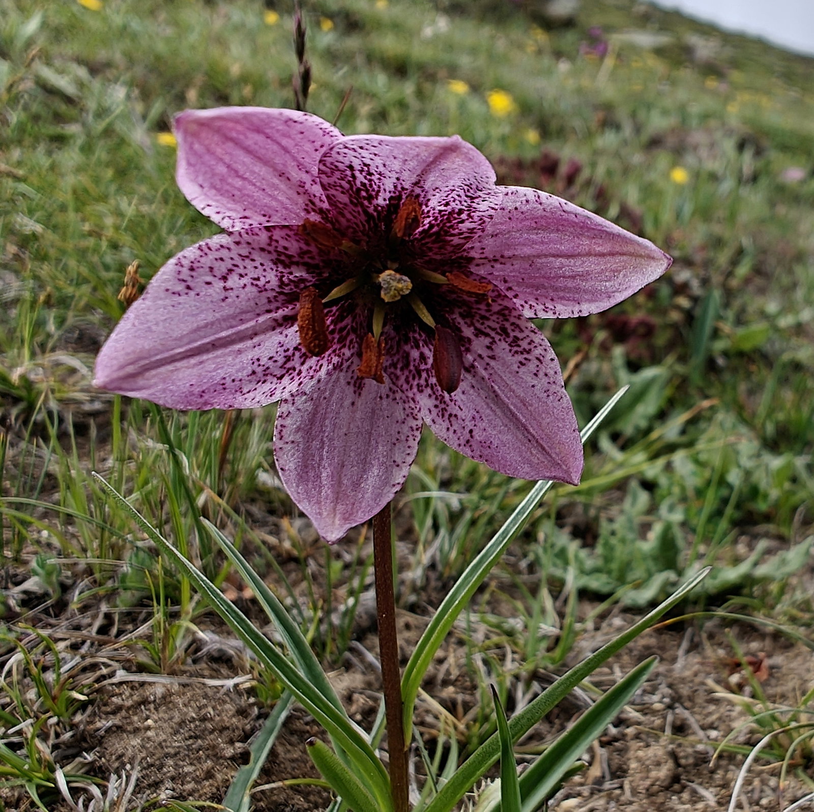 Lilium Nanum