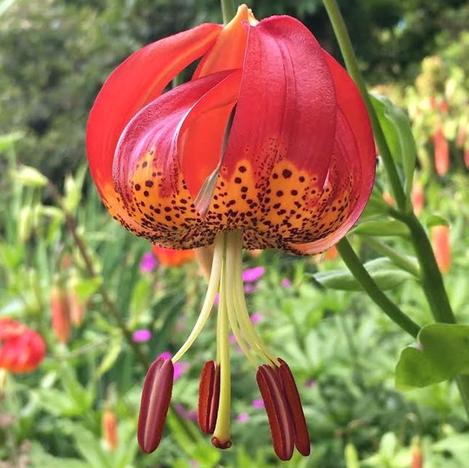 Lilium Pardalinum Giganteum