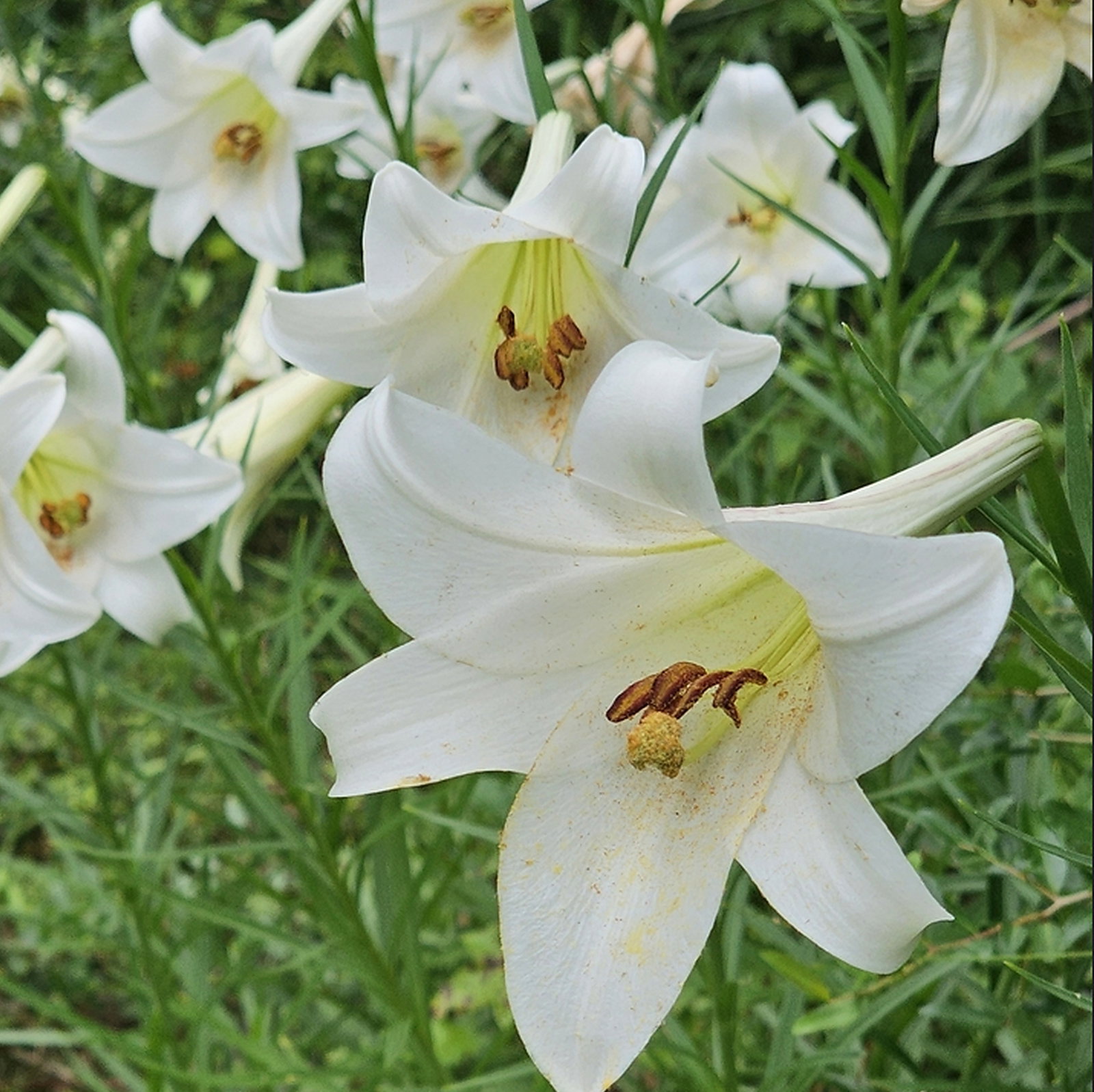 Lilium Philippinense