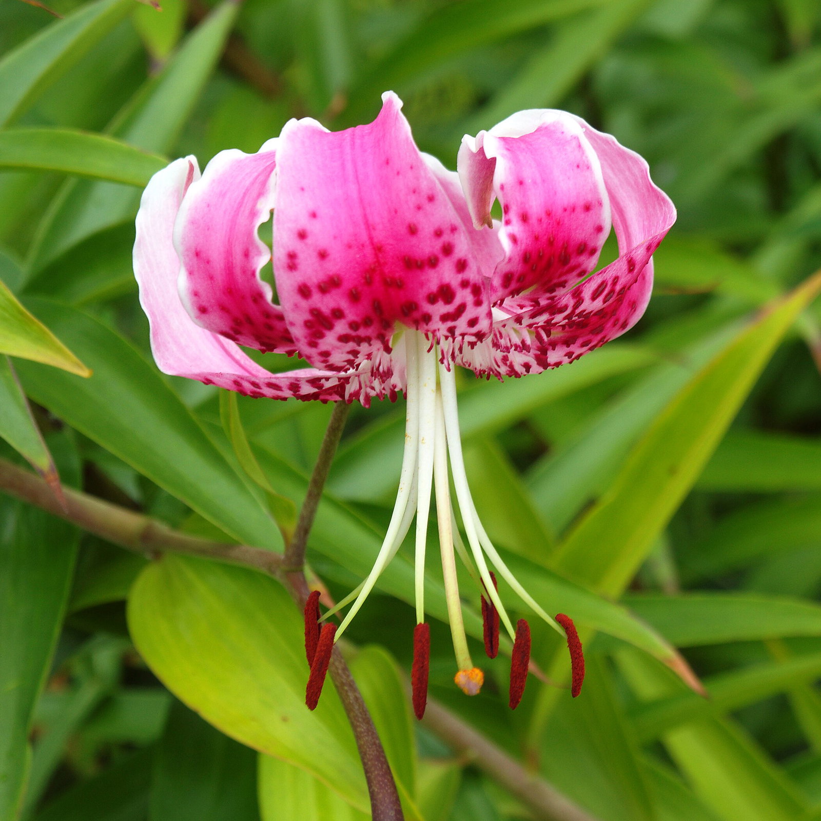 Lilium Speciosum Rubrum
