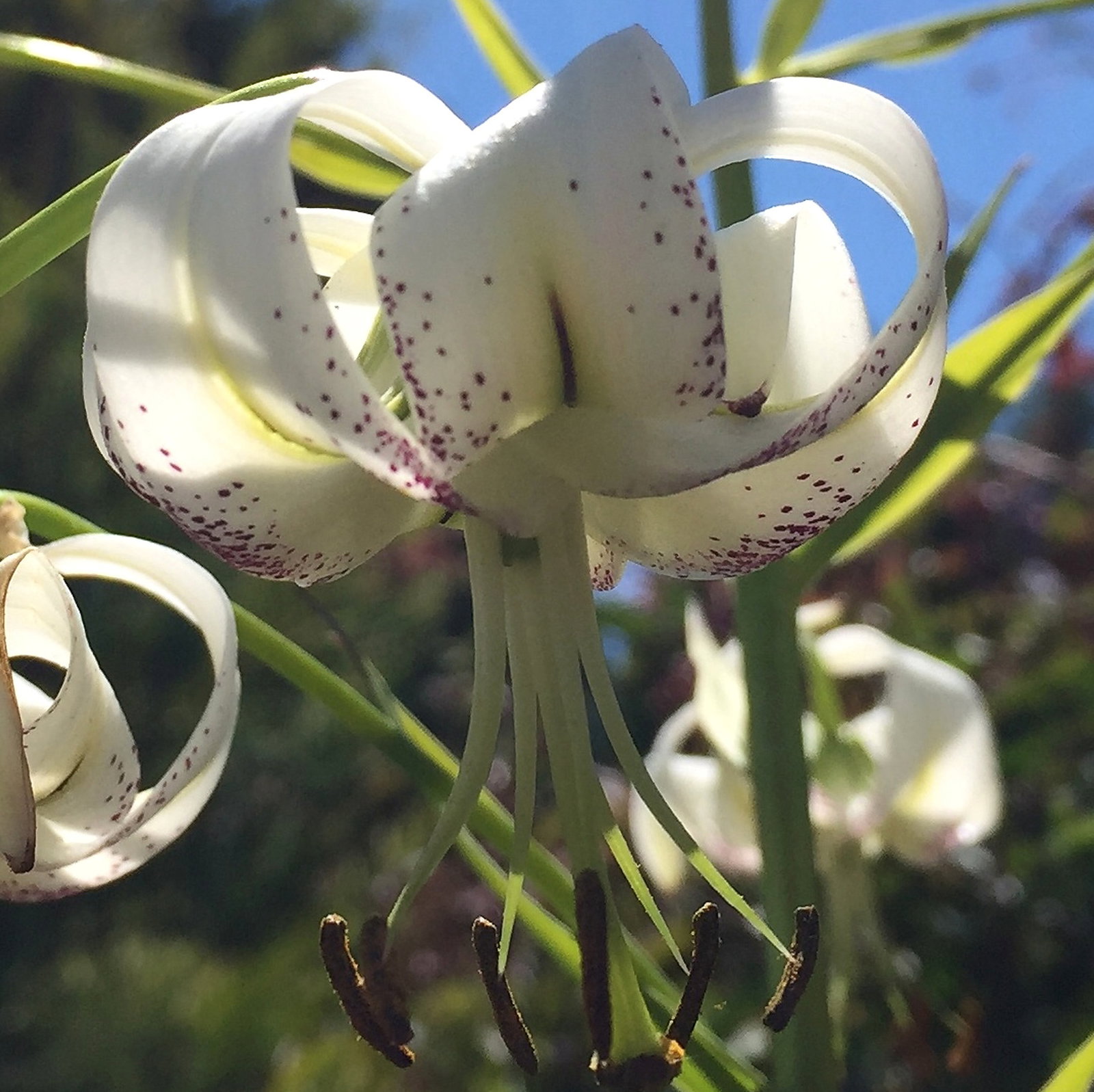 Lilium Taliense Kaichen