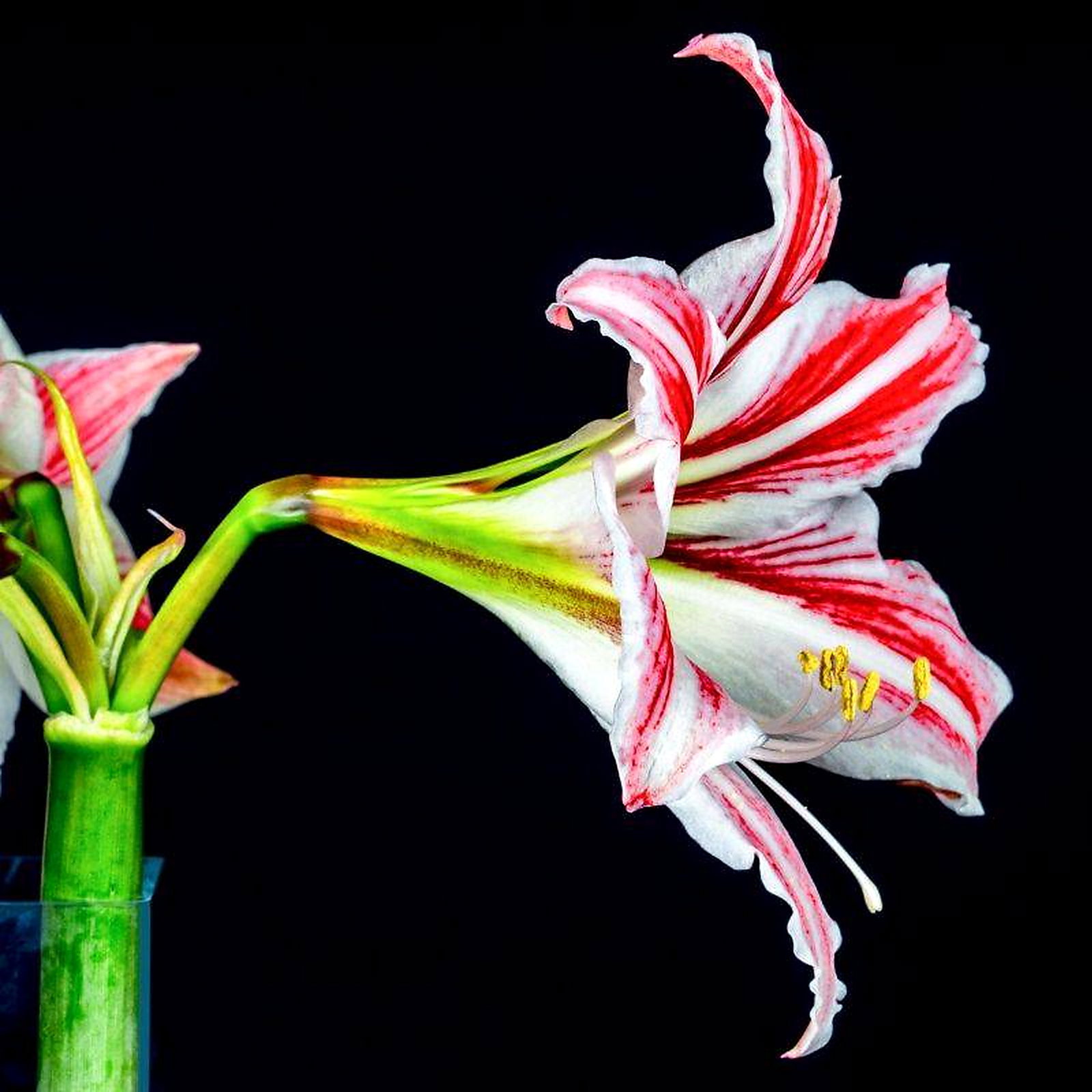 Lilium X Dalhansonii Marhan