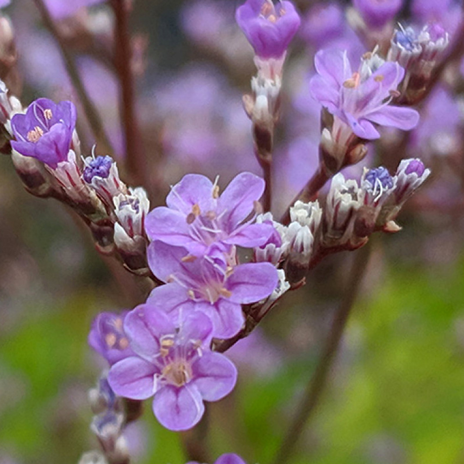 Limonium Platyphyllum