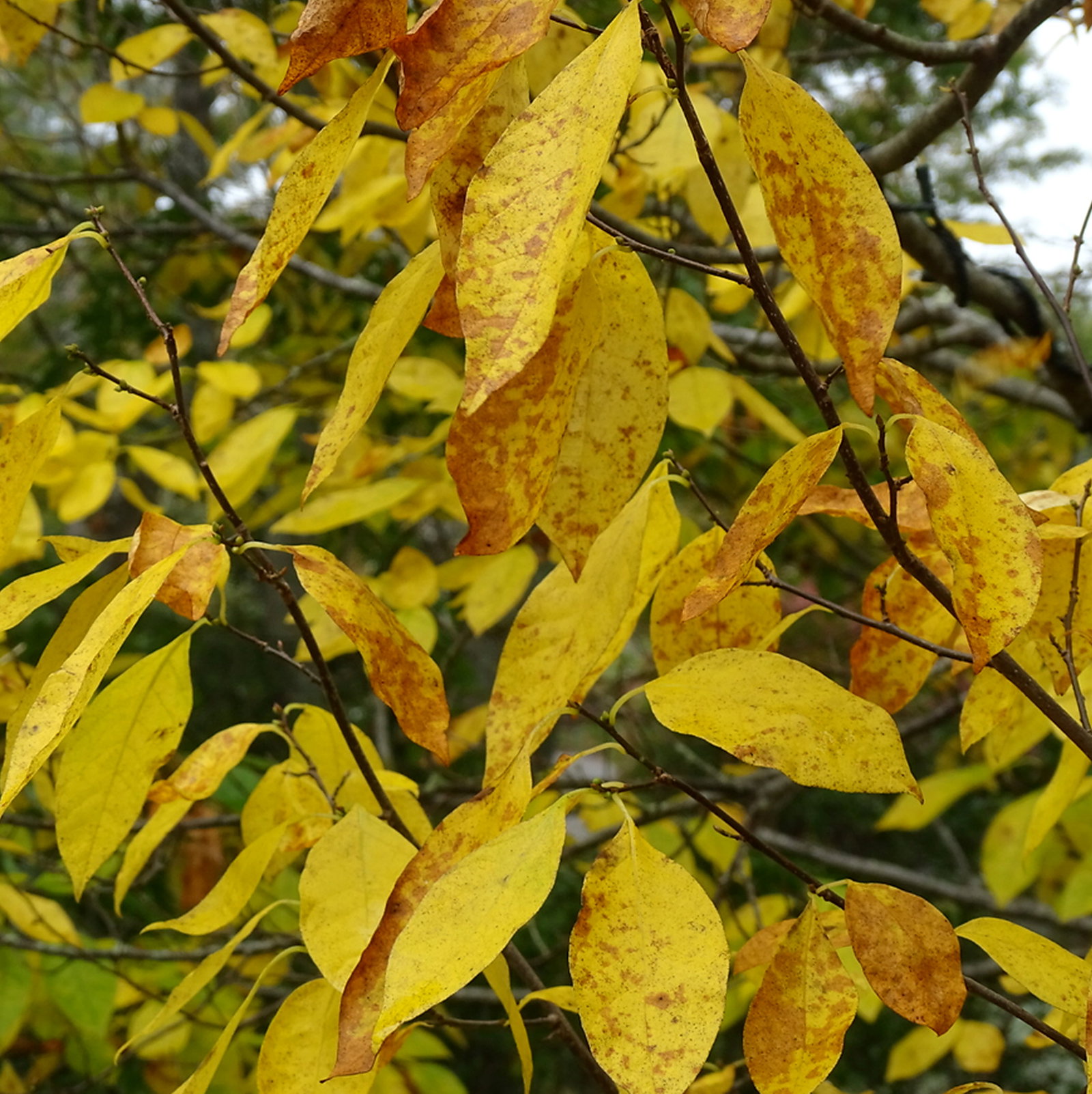 Lindera Benzoin