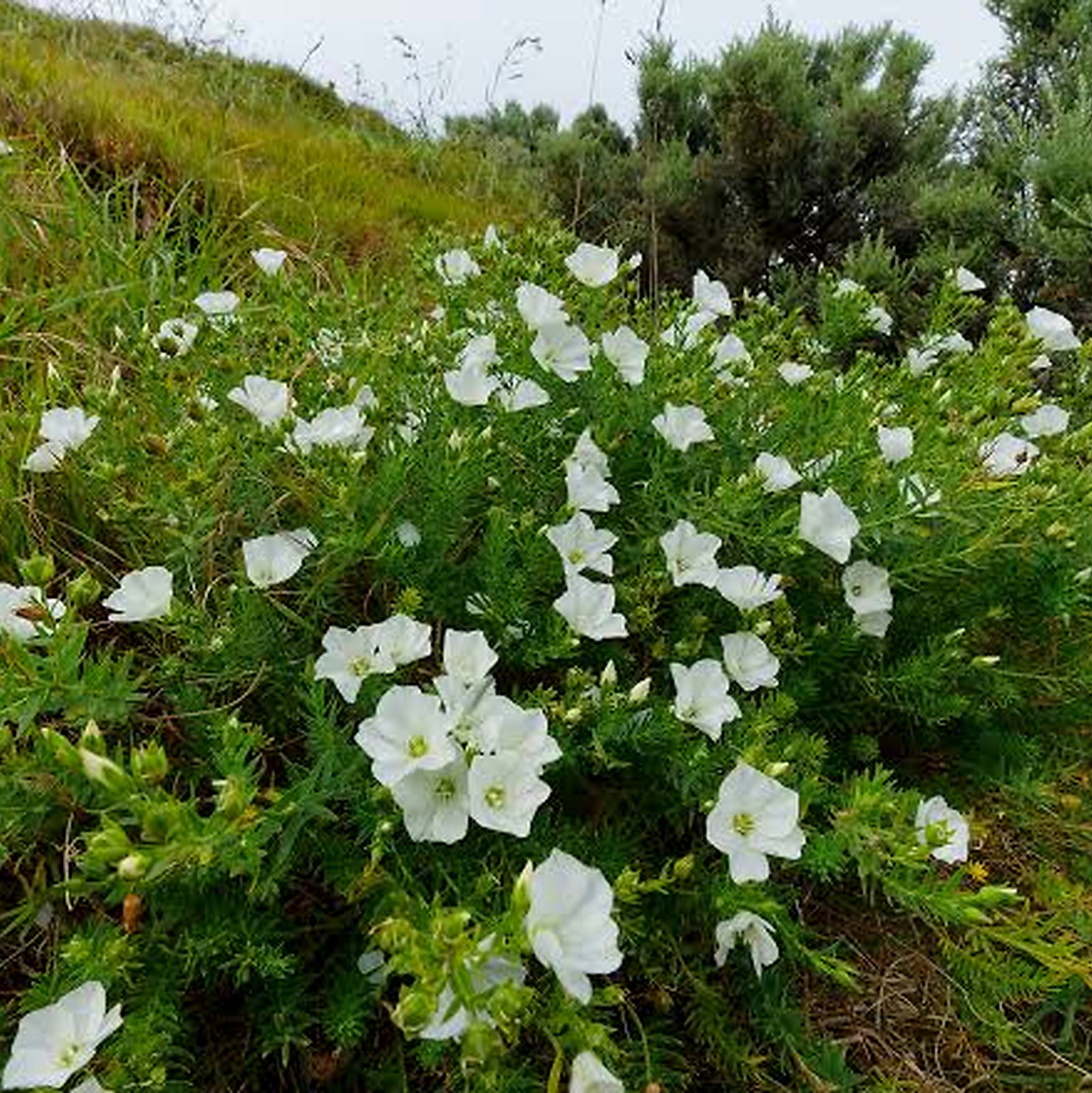 Linum Monogynum