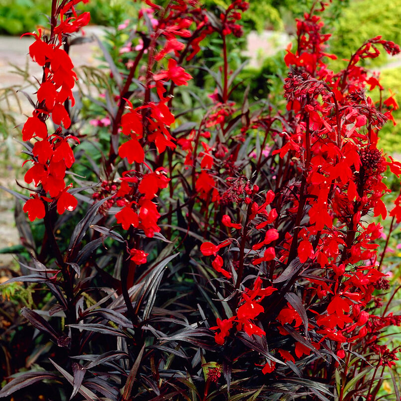 Lobelia Fulgens Queen Victoria