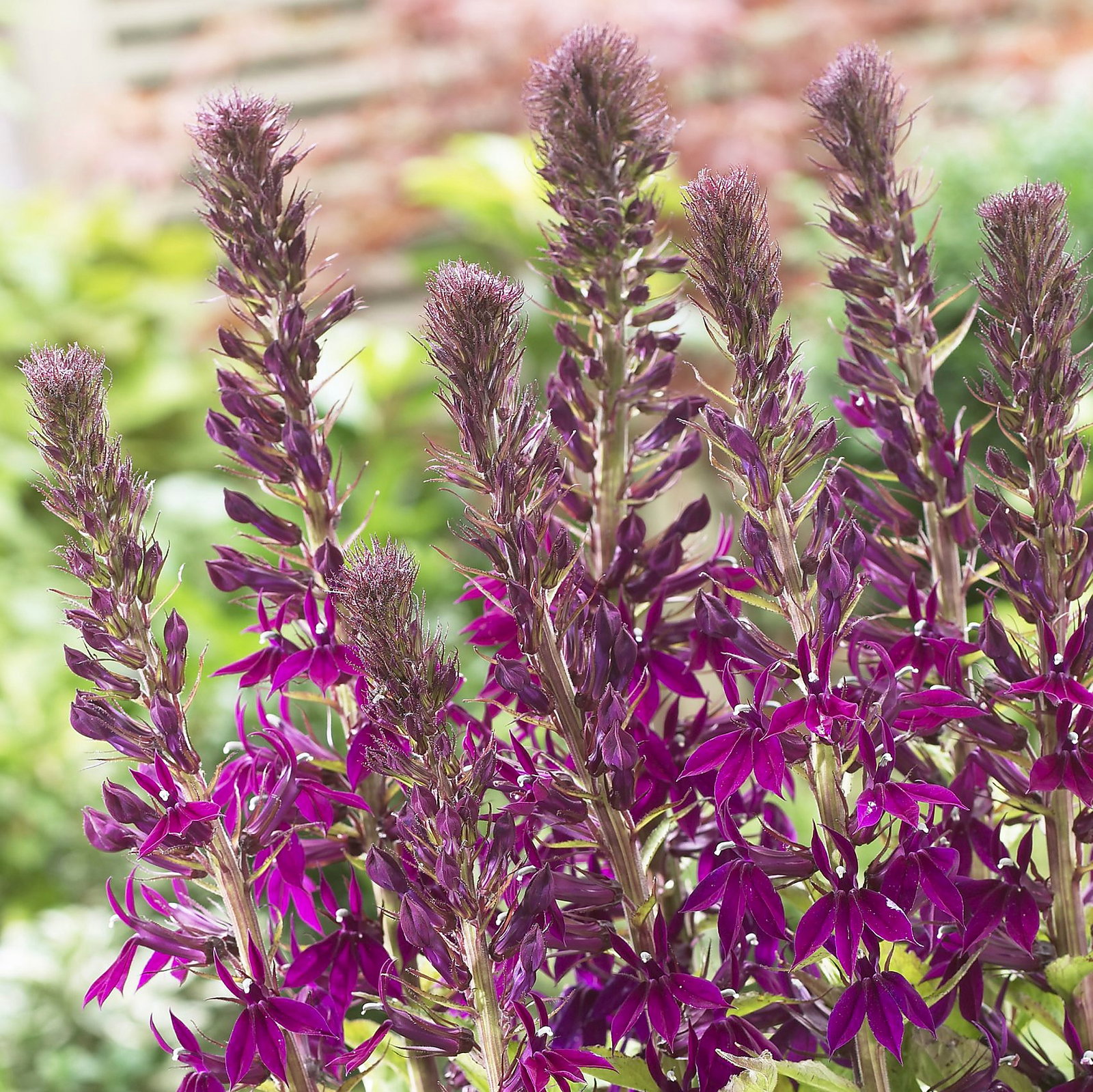 Lobelia X Speciosa 'Hadspen Purple'