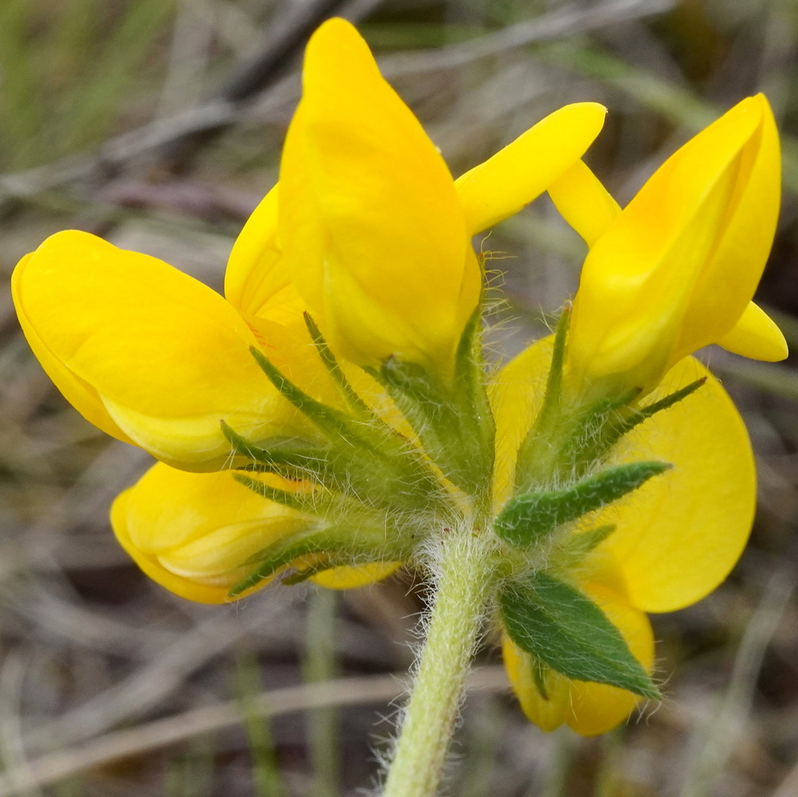 Lotus Corniculatus