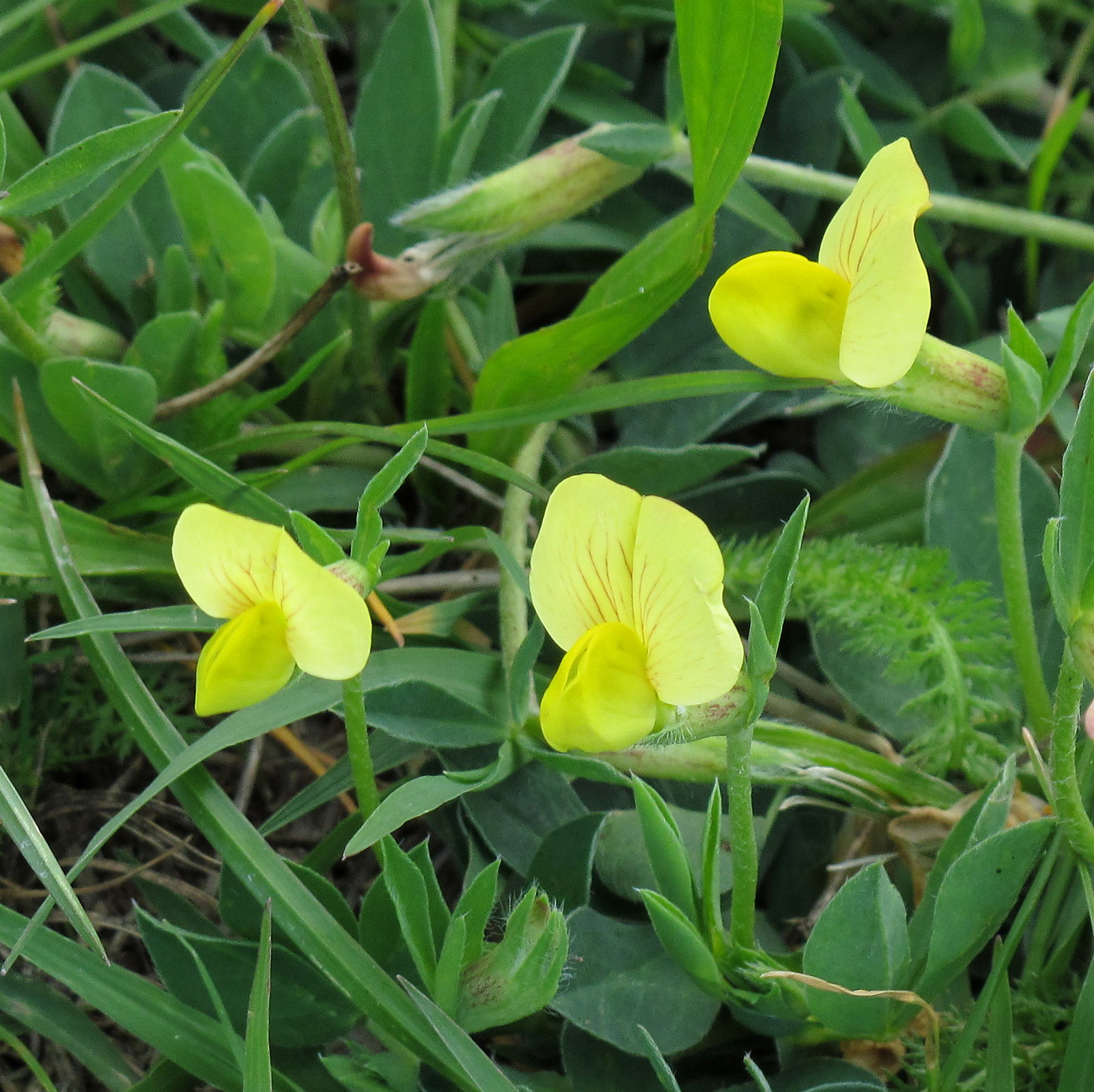 Lotus Maritimus