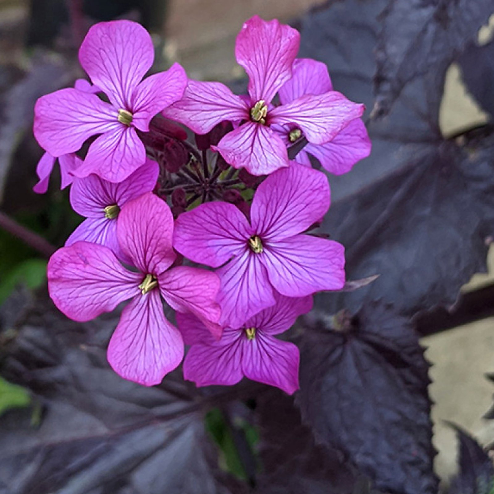 Lunaria Annua Chedglow