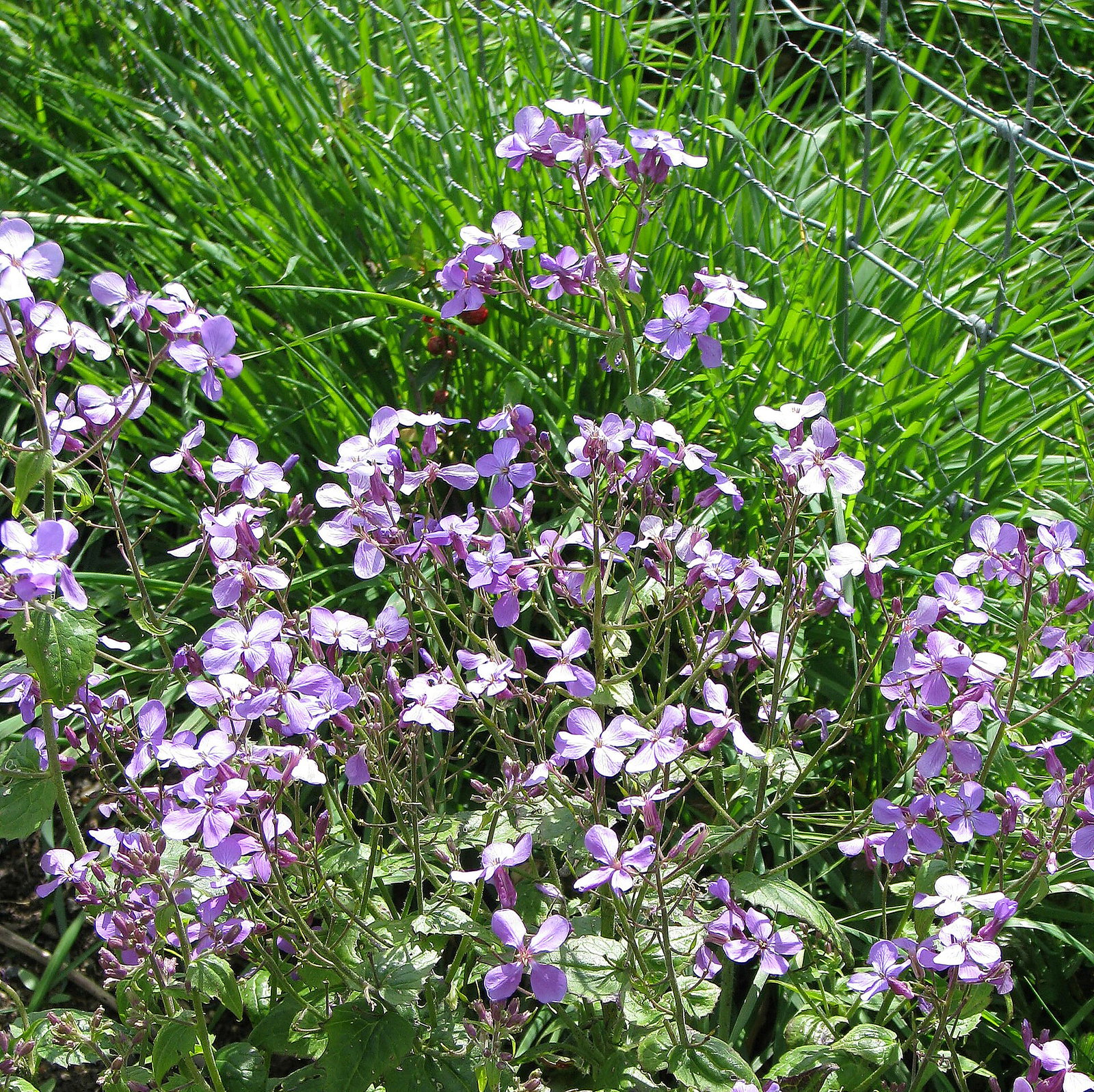 Lunaria Annua Corfu Blue
