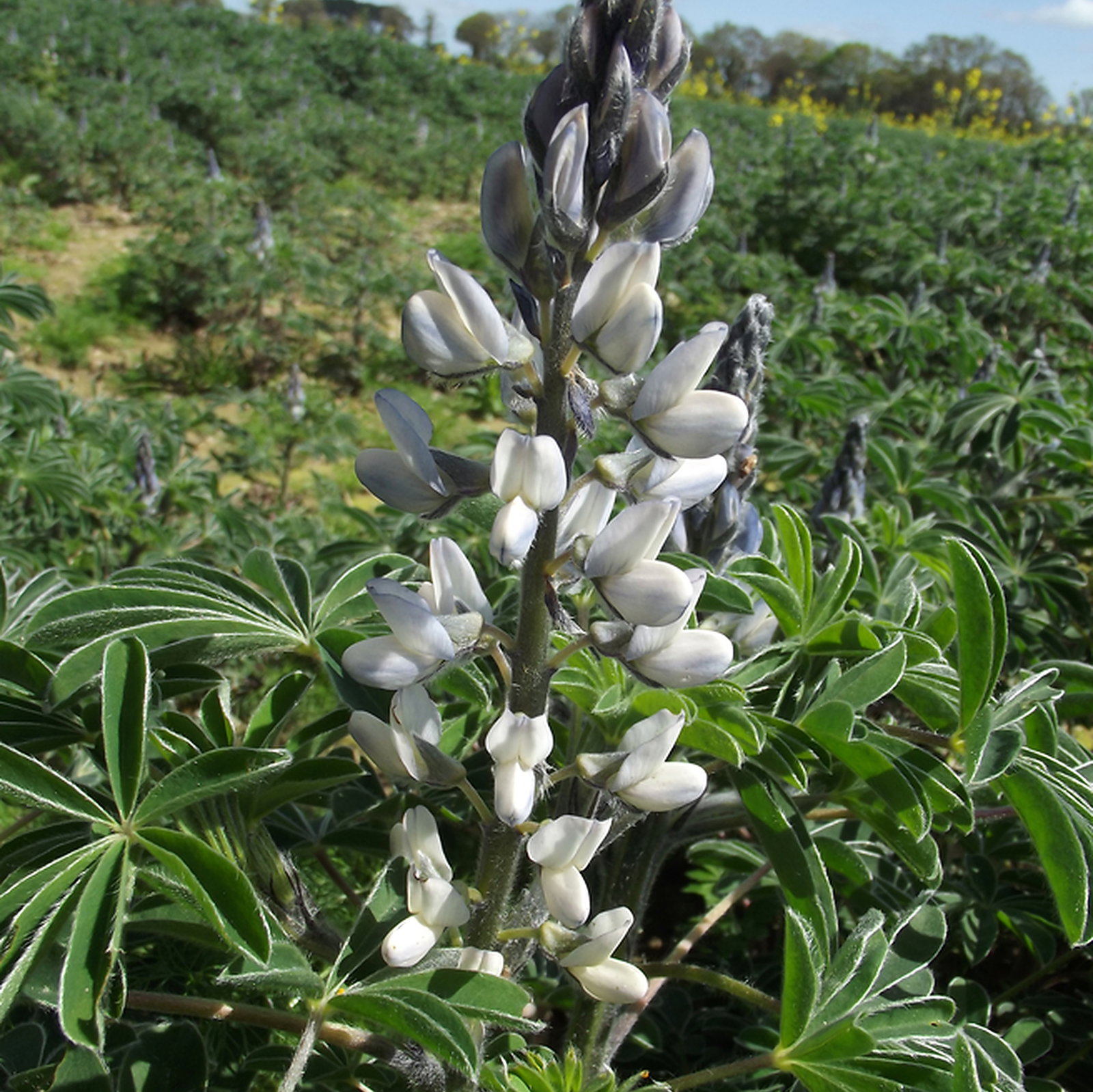 Lupinus Albus