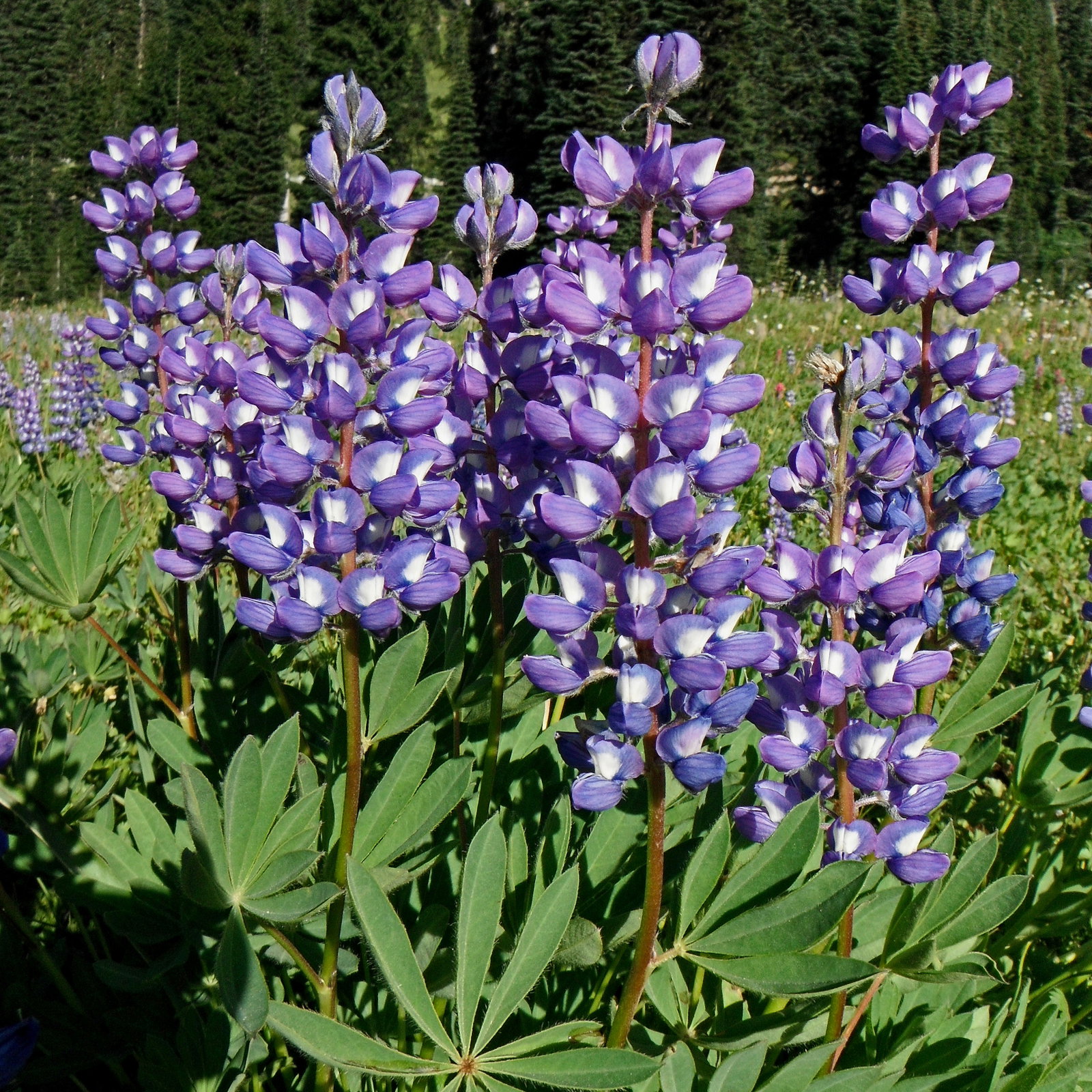 Lupinus Arcticus