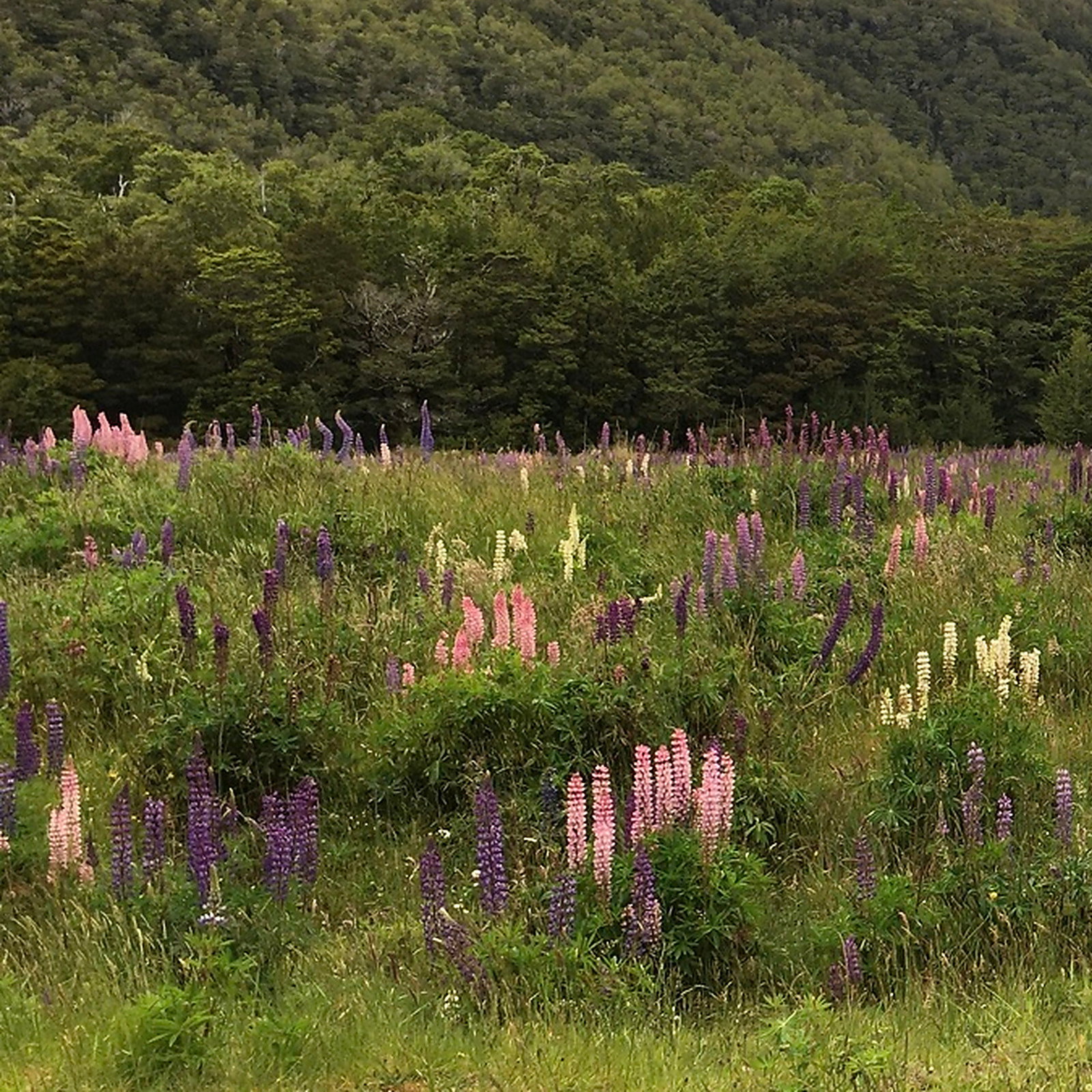Lupinus Polyphyllus