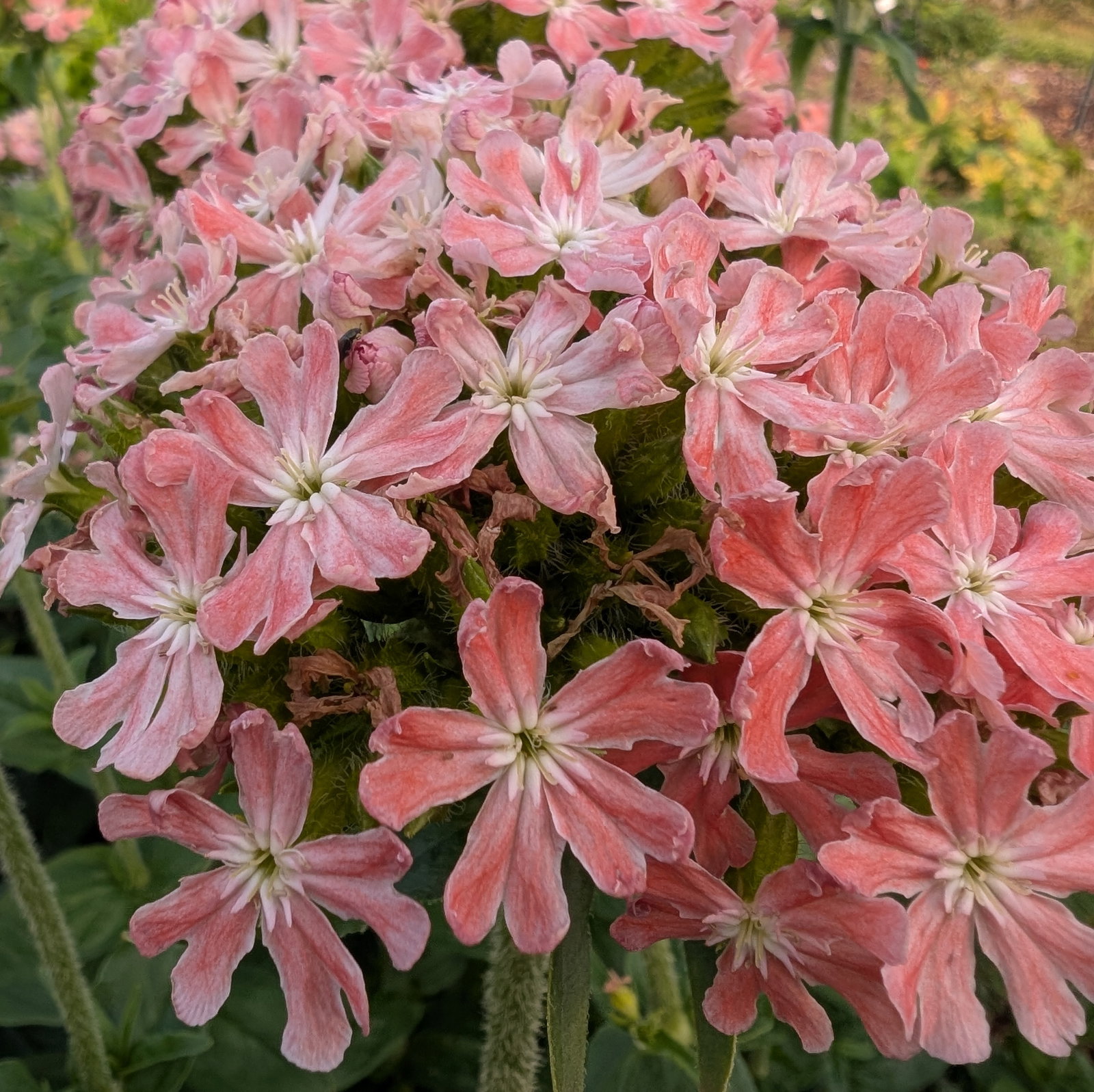 Lychnis Chalcedonica 'Carnea'