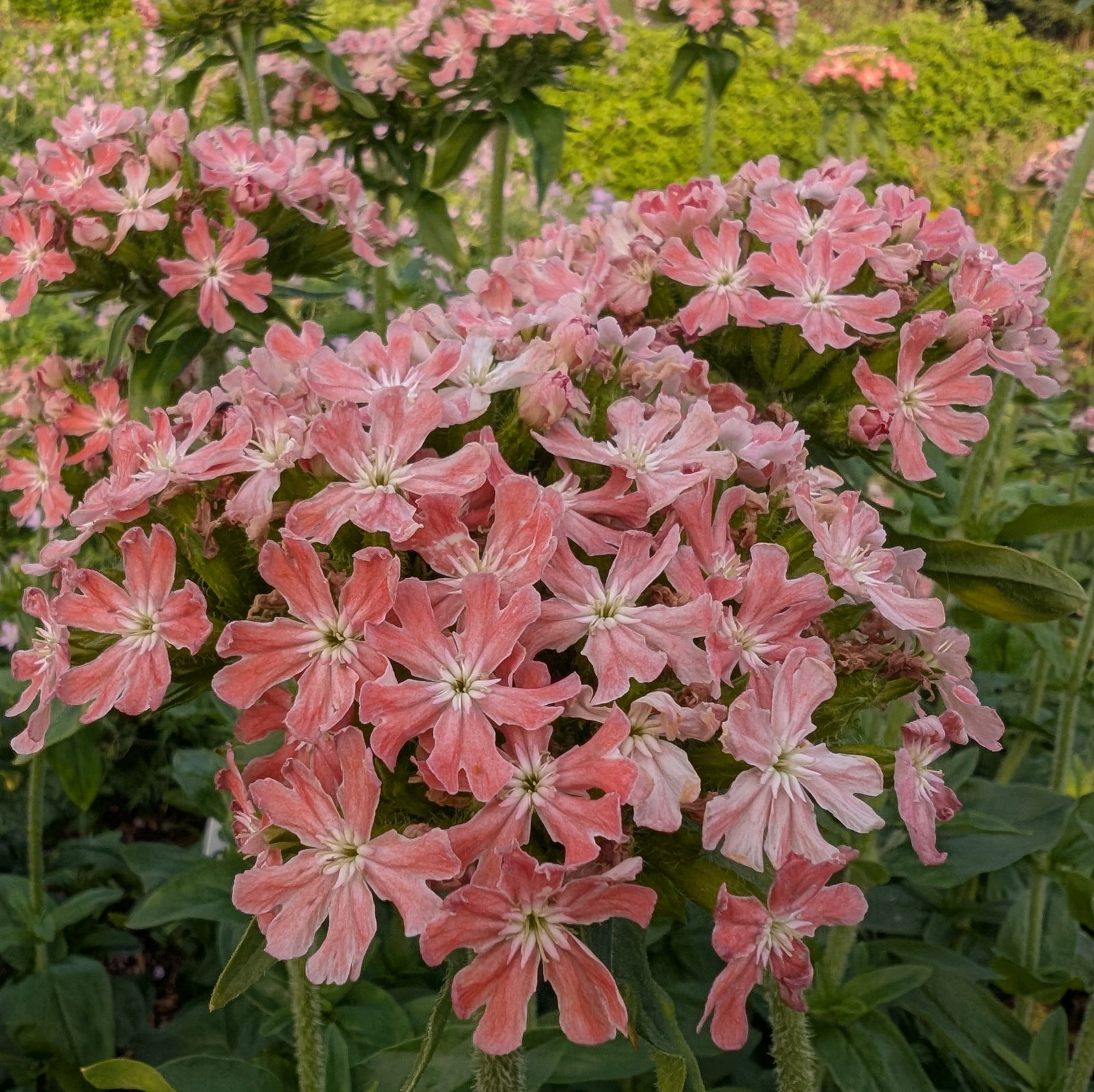 Lychnis Chalcedonica 'Carnea'