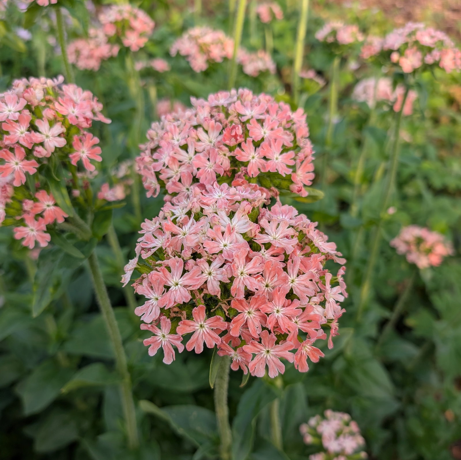 Lychnis Chalcedonica 'Carnea'