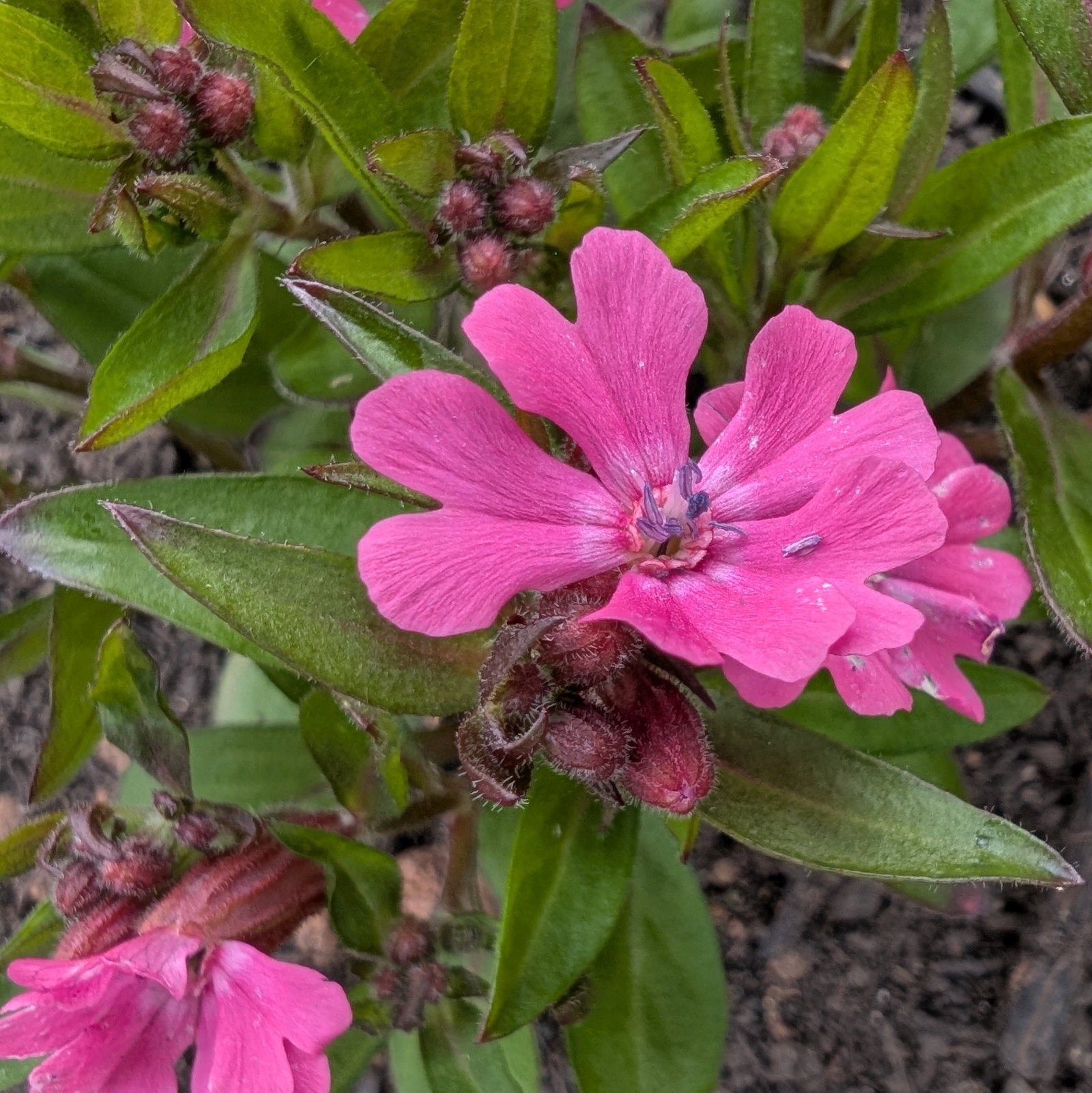 Silene Caroliniana Red Wherryi