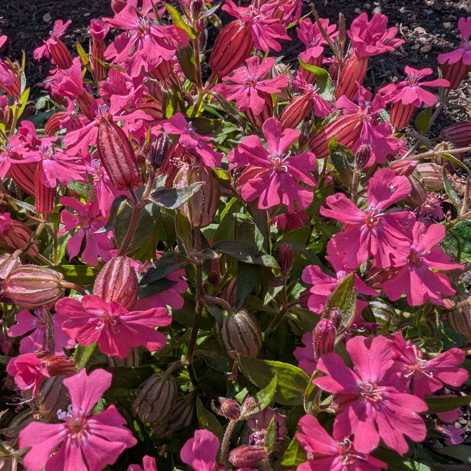 Silene Caroliniana Red Wherryi