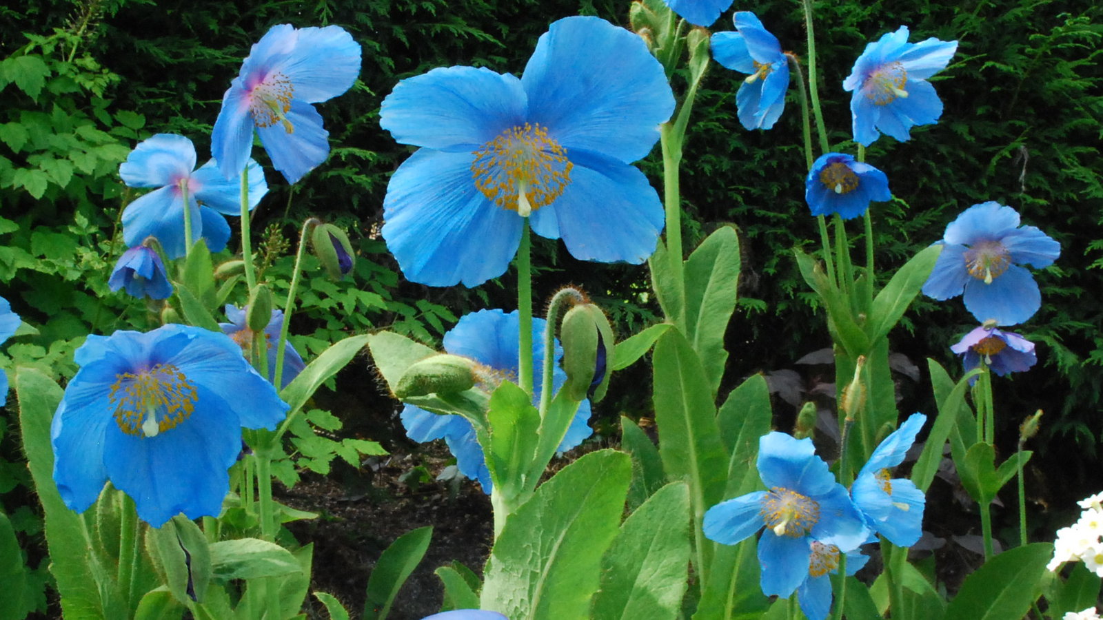 Celebrating [[40 Years]] of Plant World Seeds