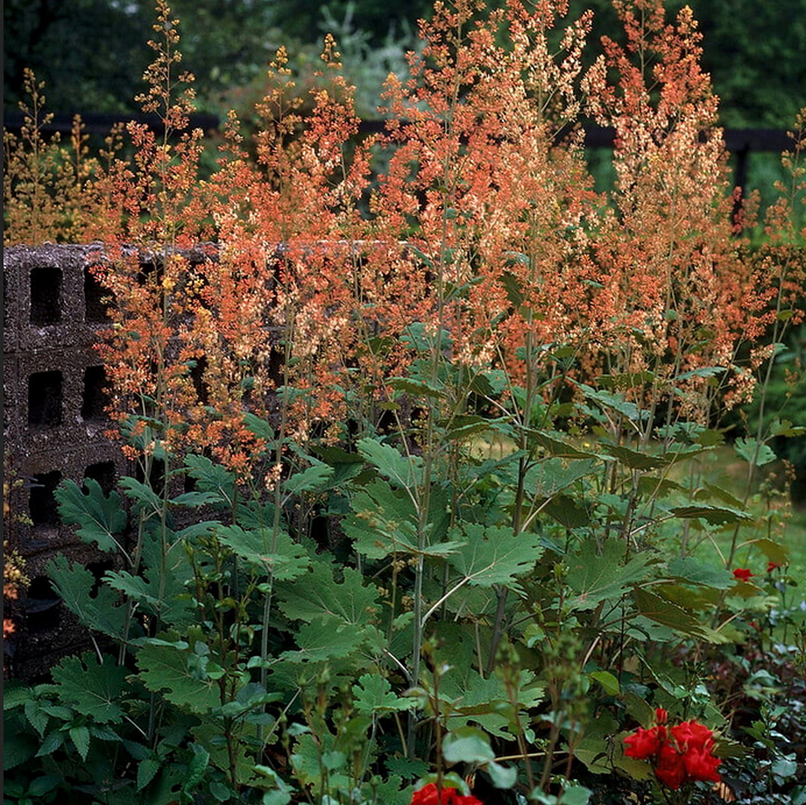 Macleaya Microcarpa