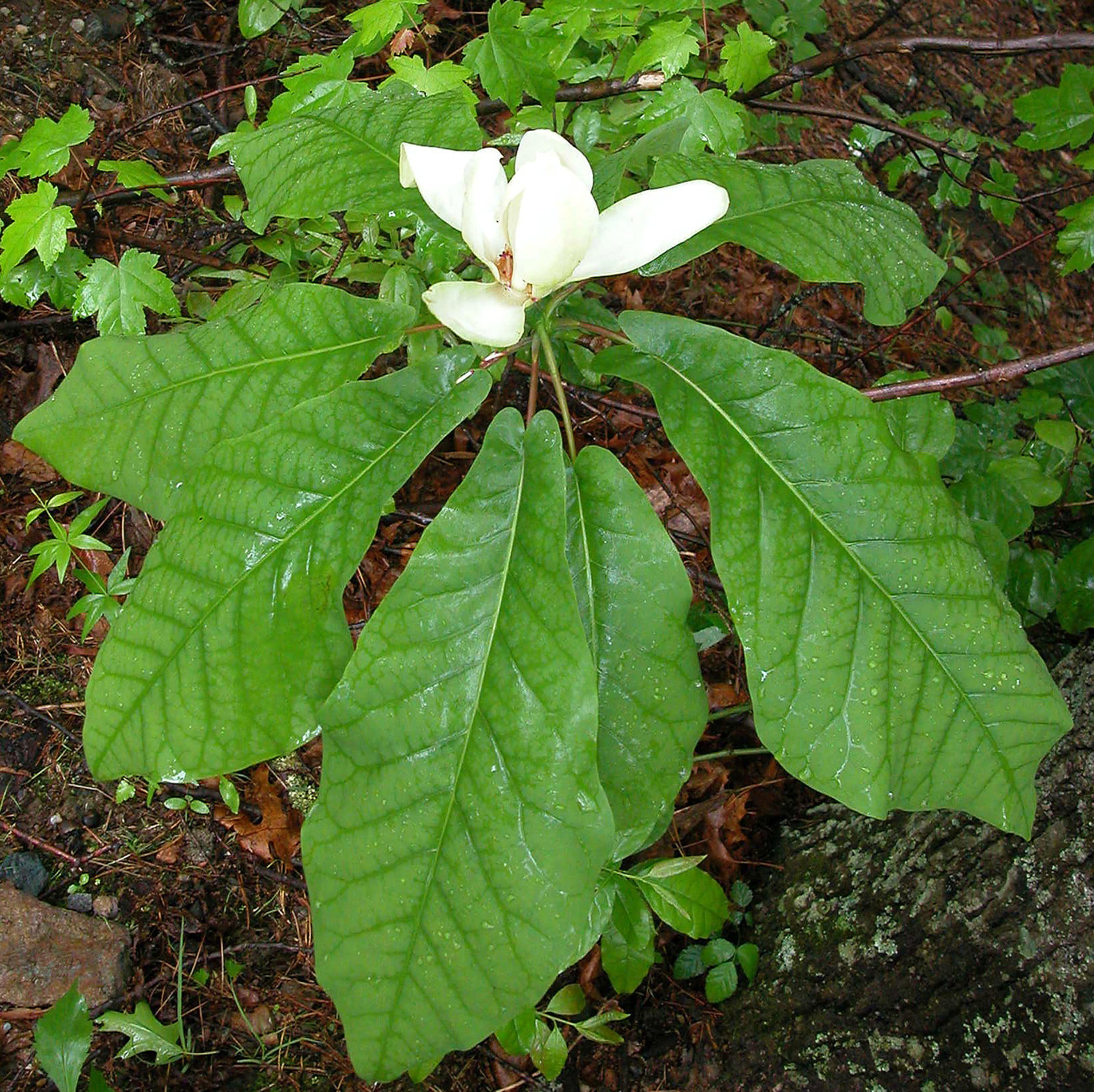Magnolia Macrophylla