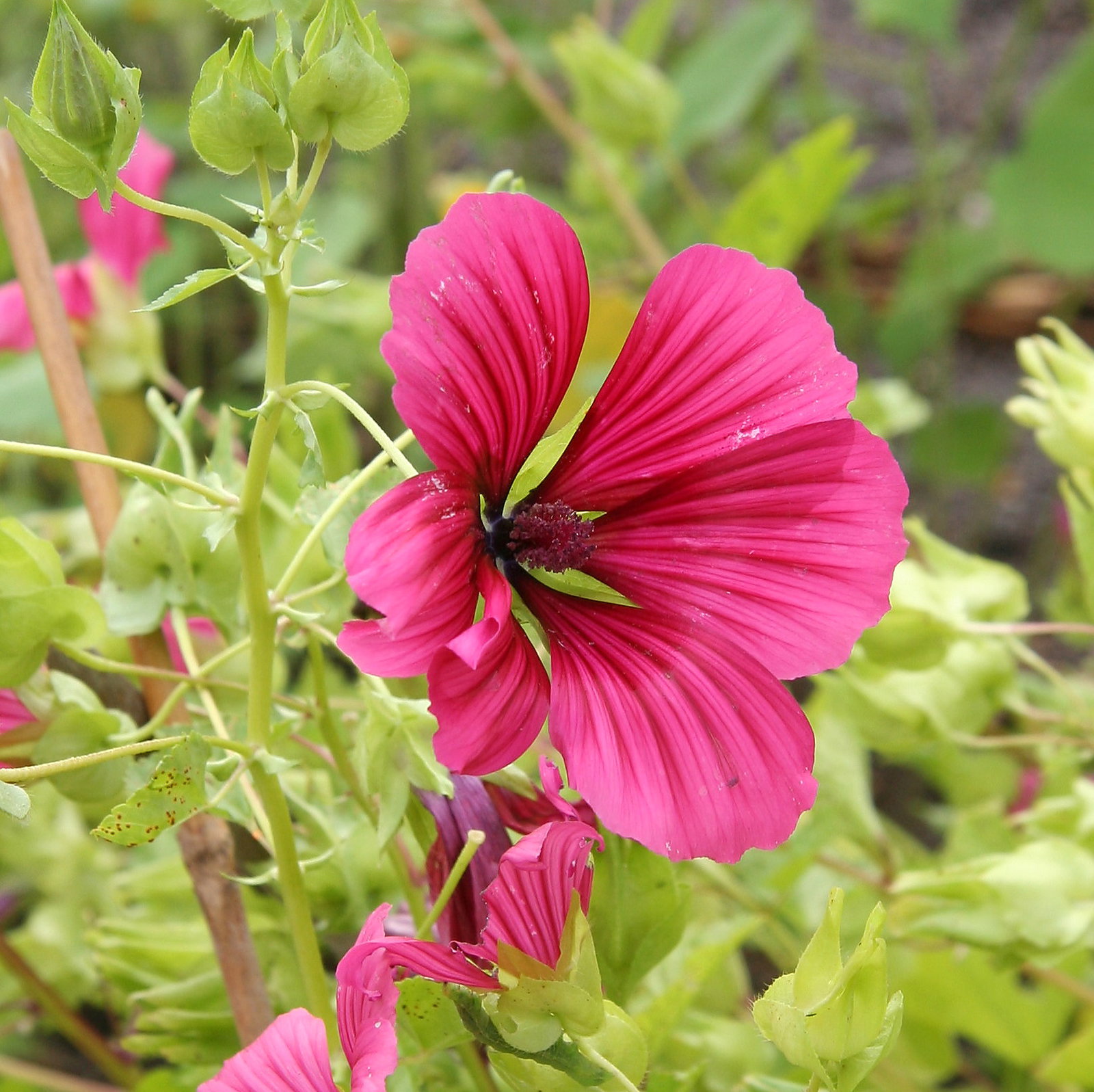 Malope Trifida