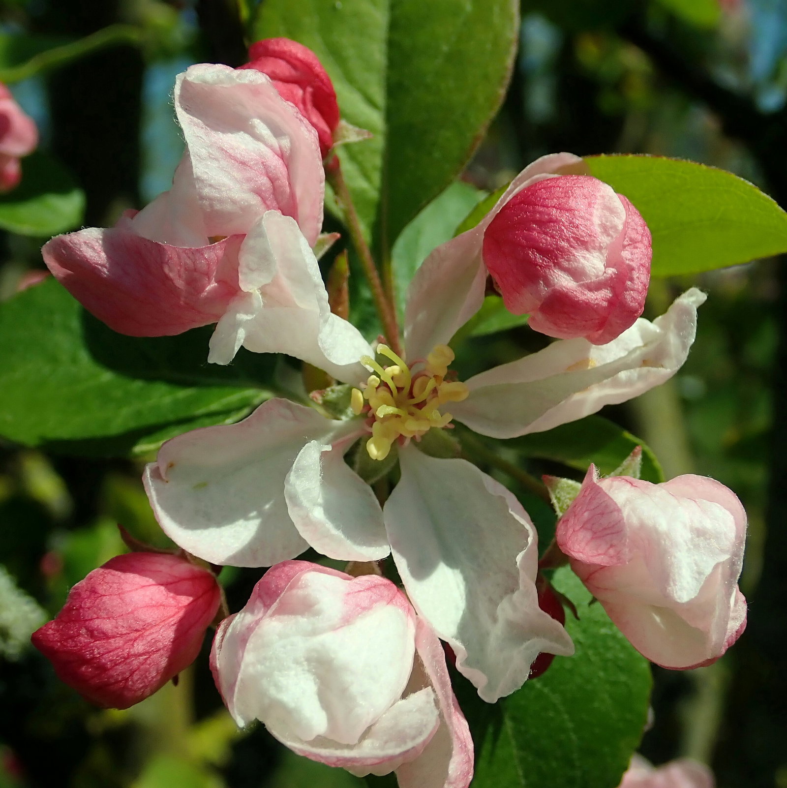 Malus Micromalus