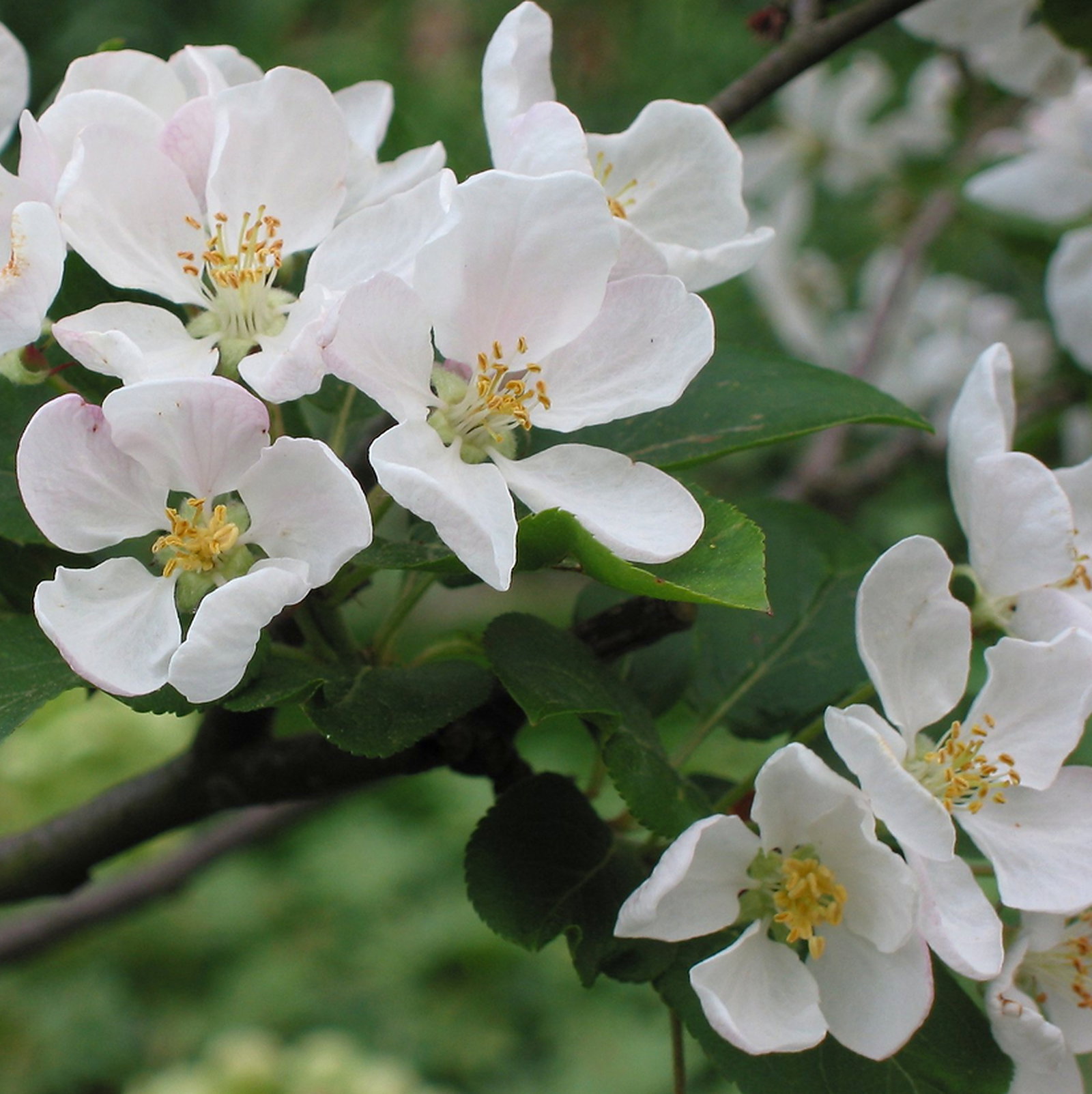 Malus Robusta