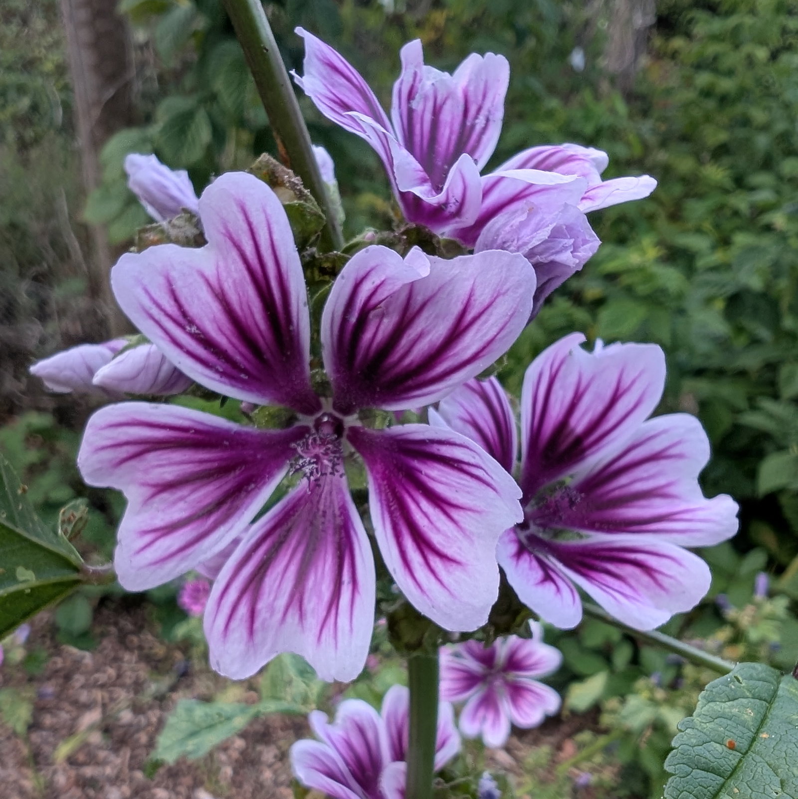 Malva Sylvestris 'Zebrina'