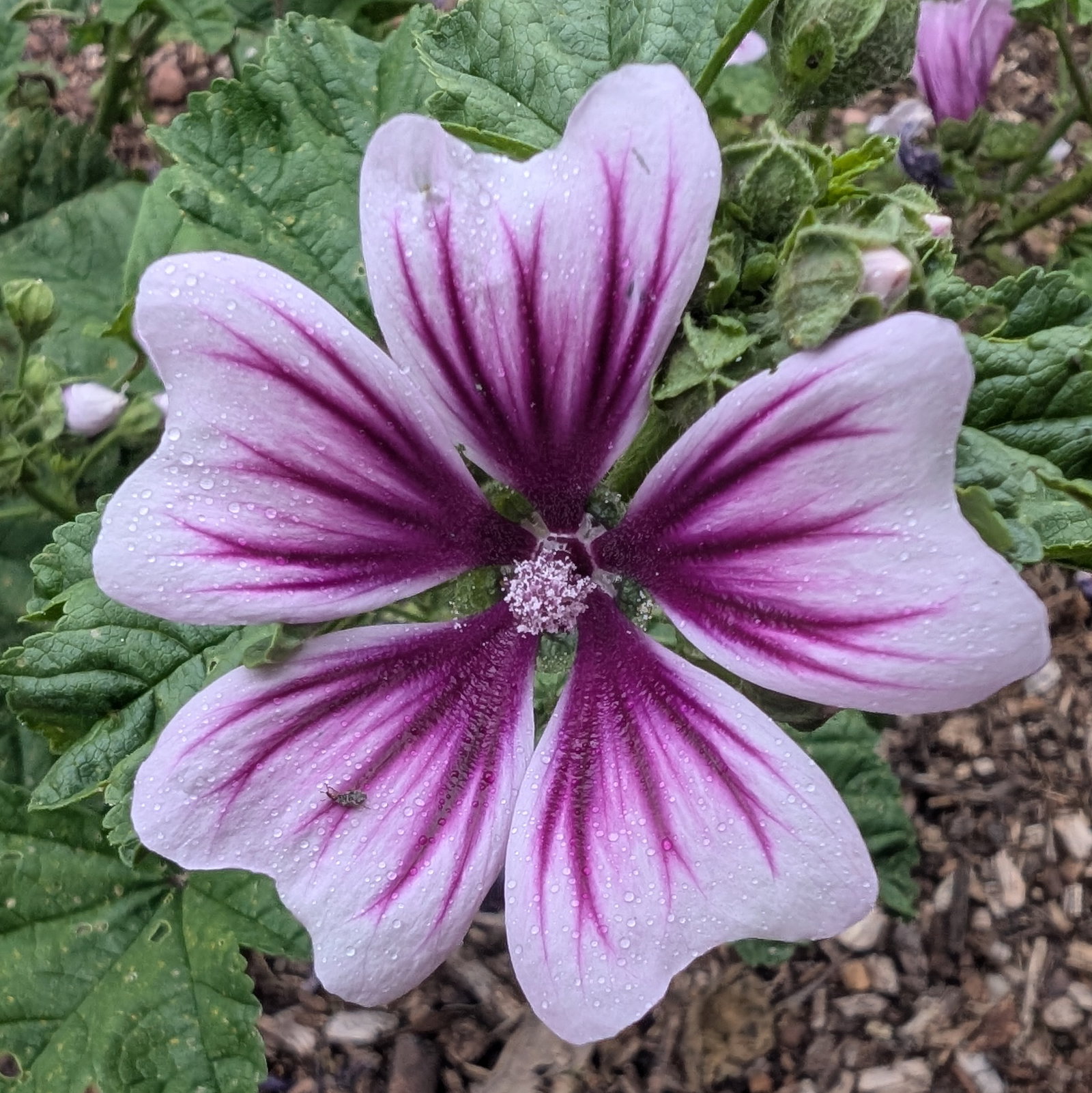 Malva Sylvestris 'Zebrina'
