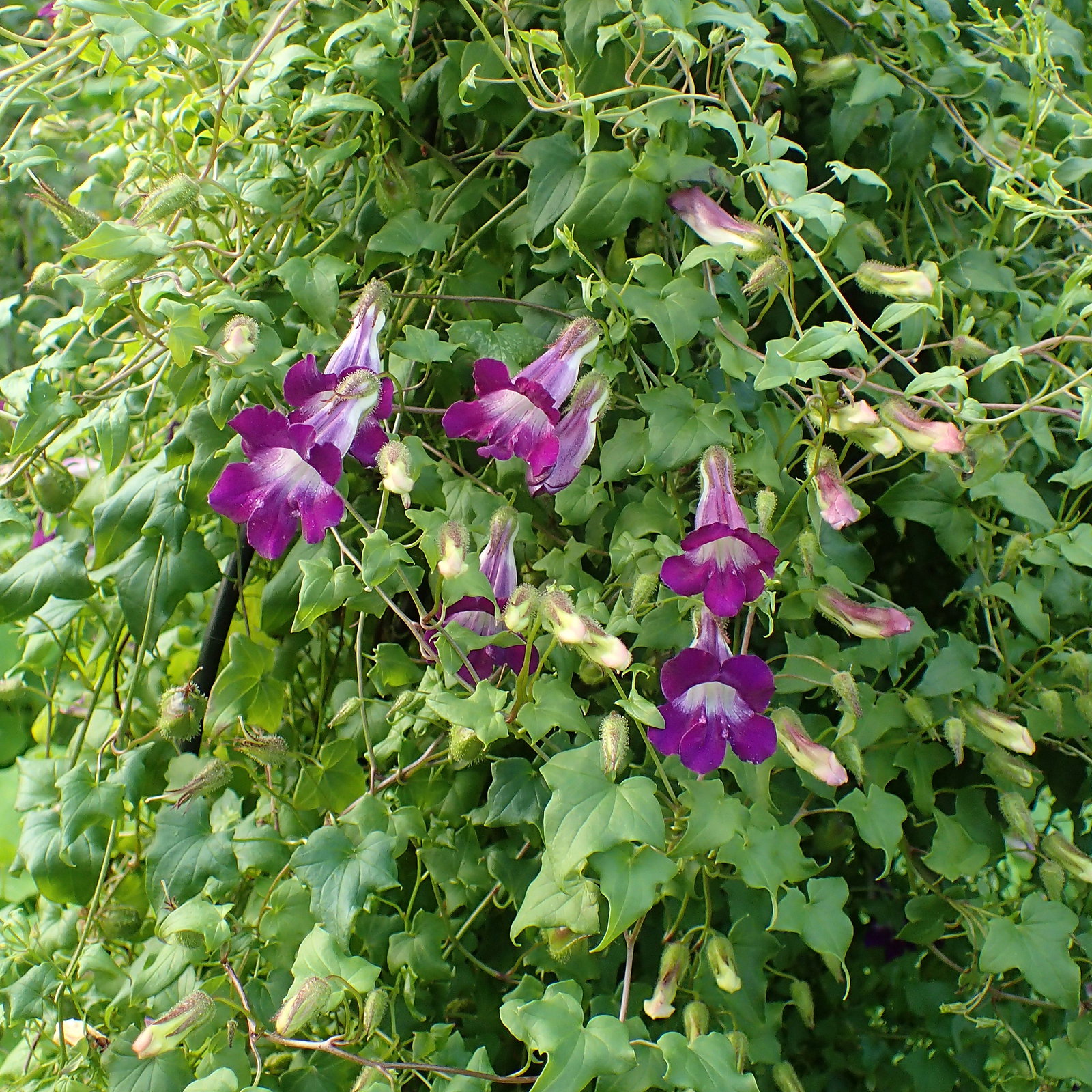 Maurandya Scandens