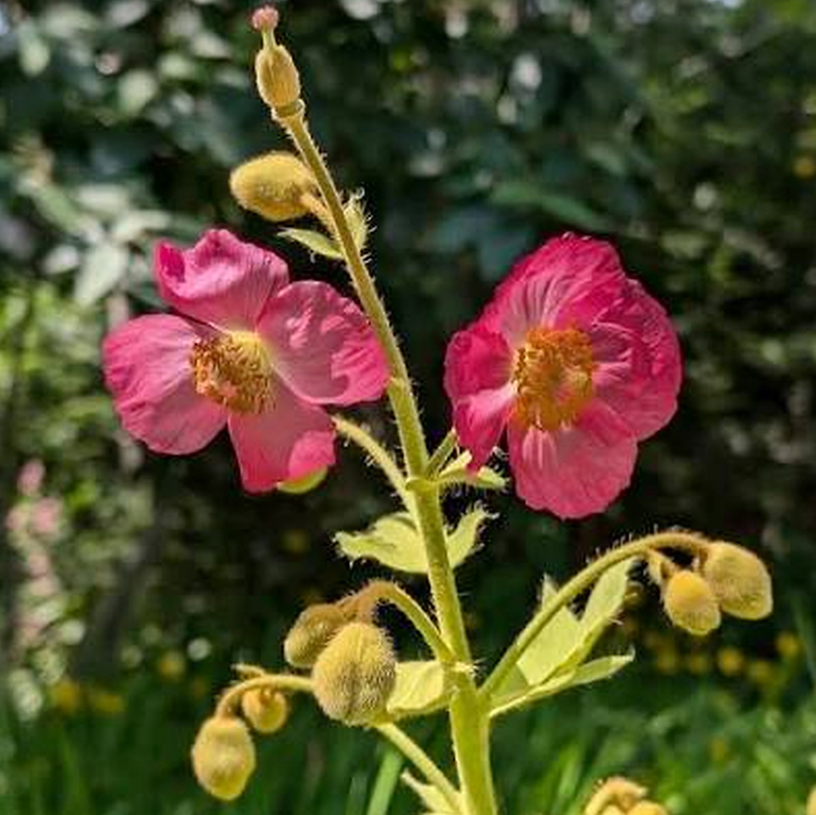 Meconopsis Complexa Mixed Colours