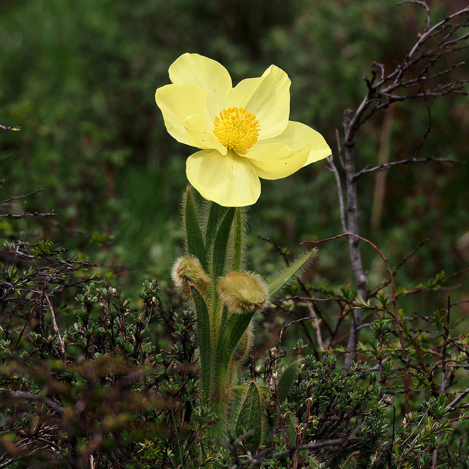 Meconopsis Integrifolia
