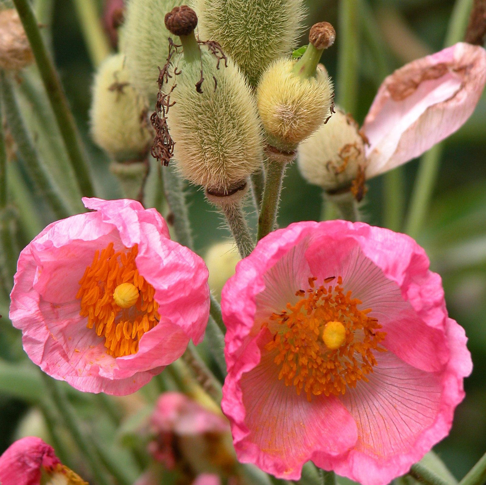 Meconopsis Napaulensis Mixed Colours And Hybrids