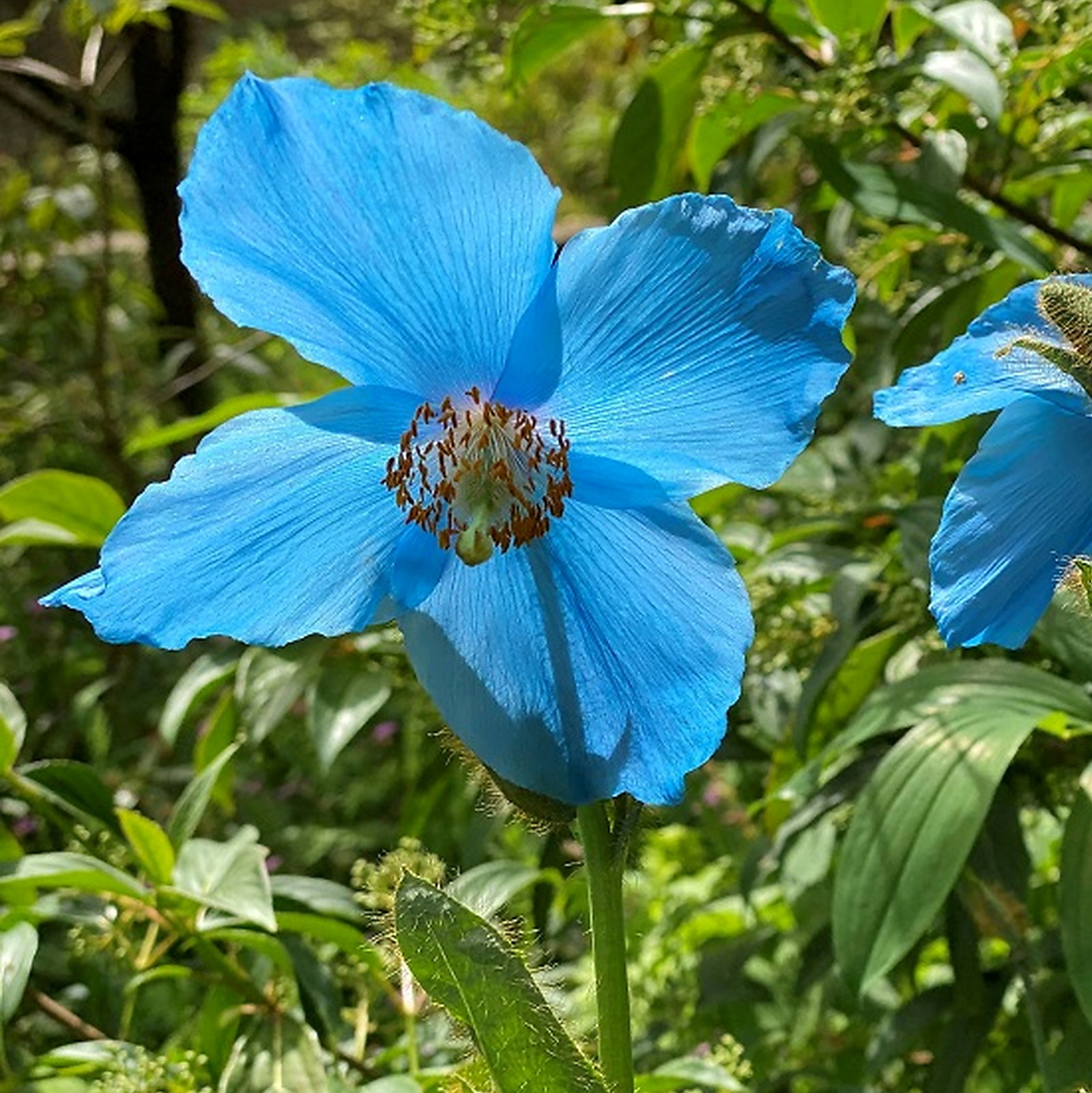 Meconopsis Robusta