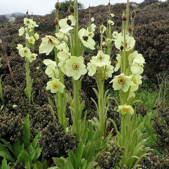 Meconopsis Robusta