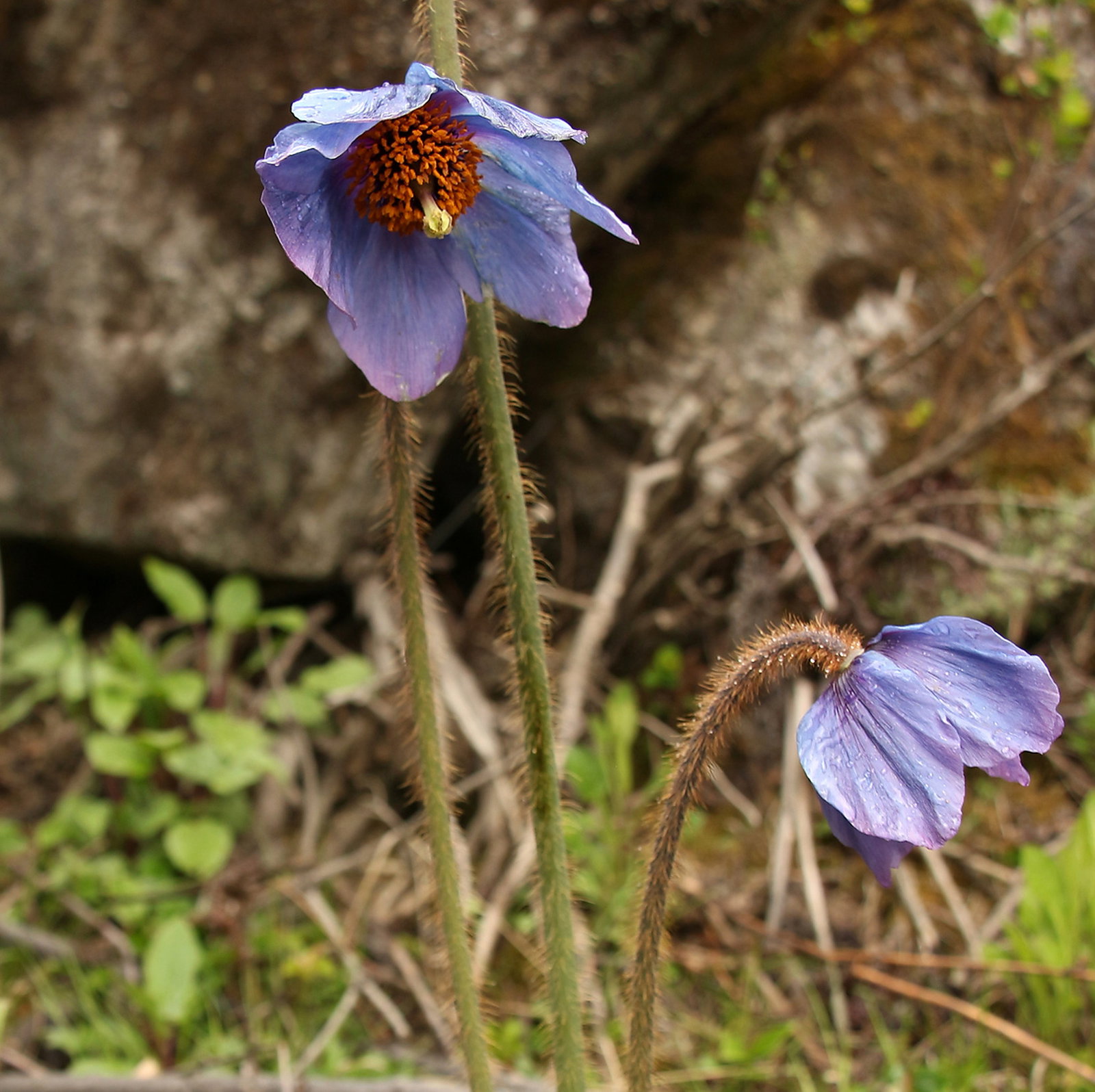 Meconopsis Simplicifolia