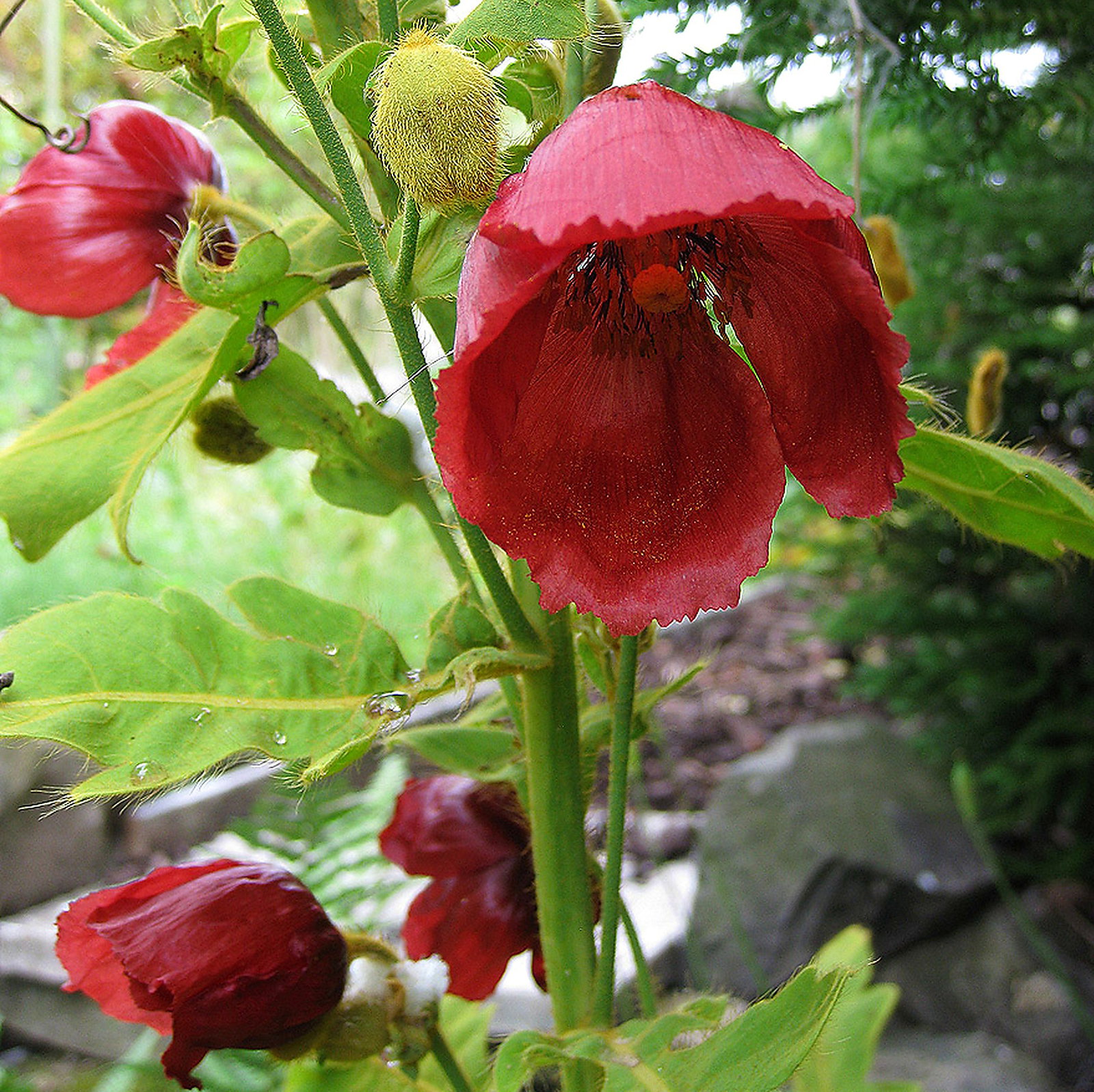 Meconopsis Staintonii