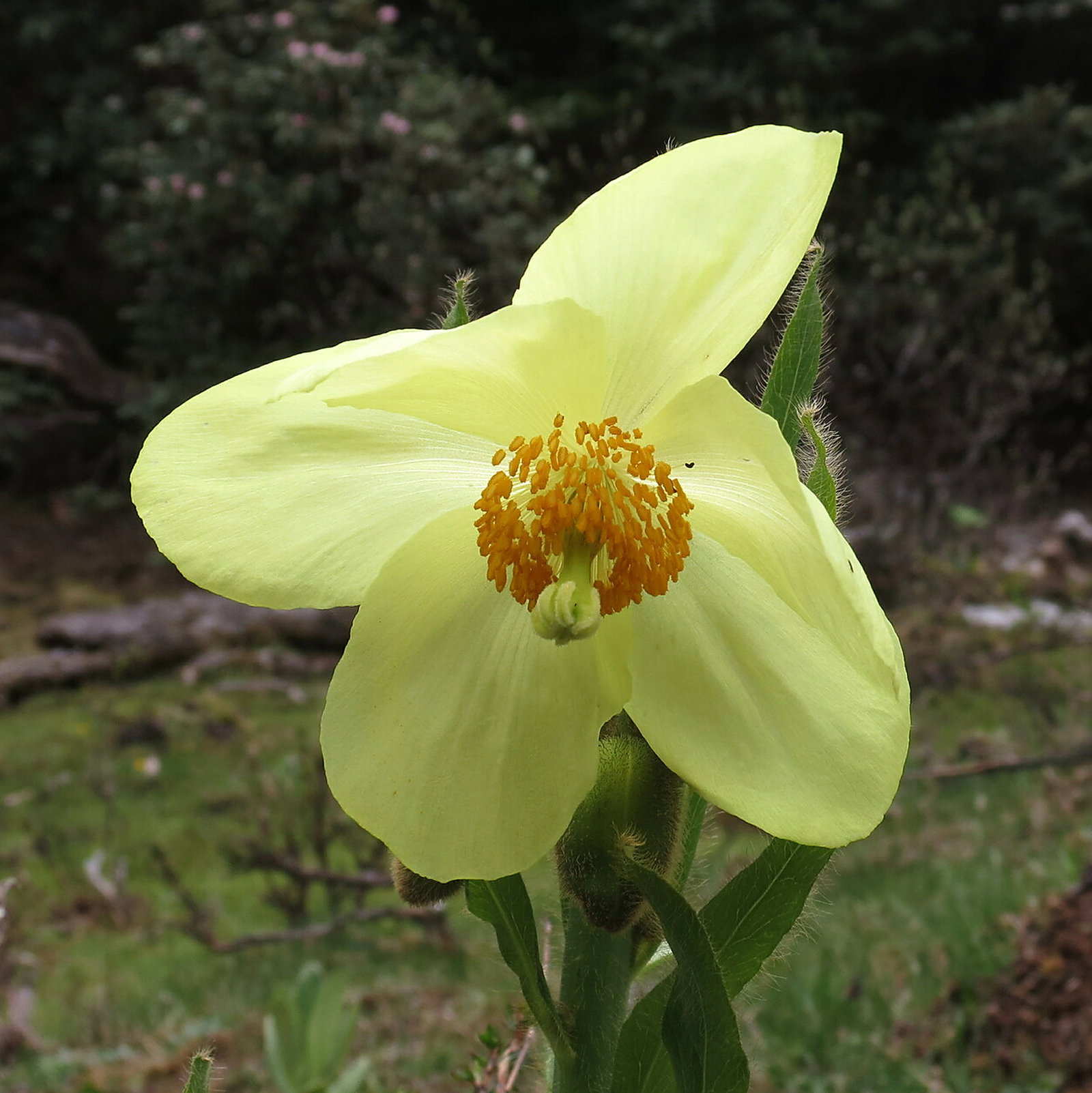 Meconopsis Sulphurea